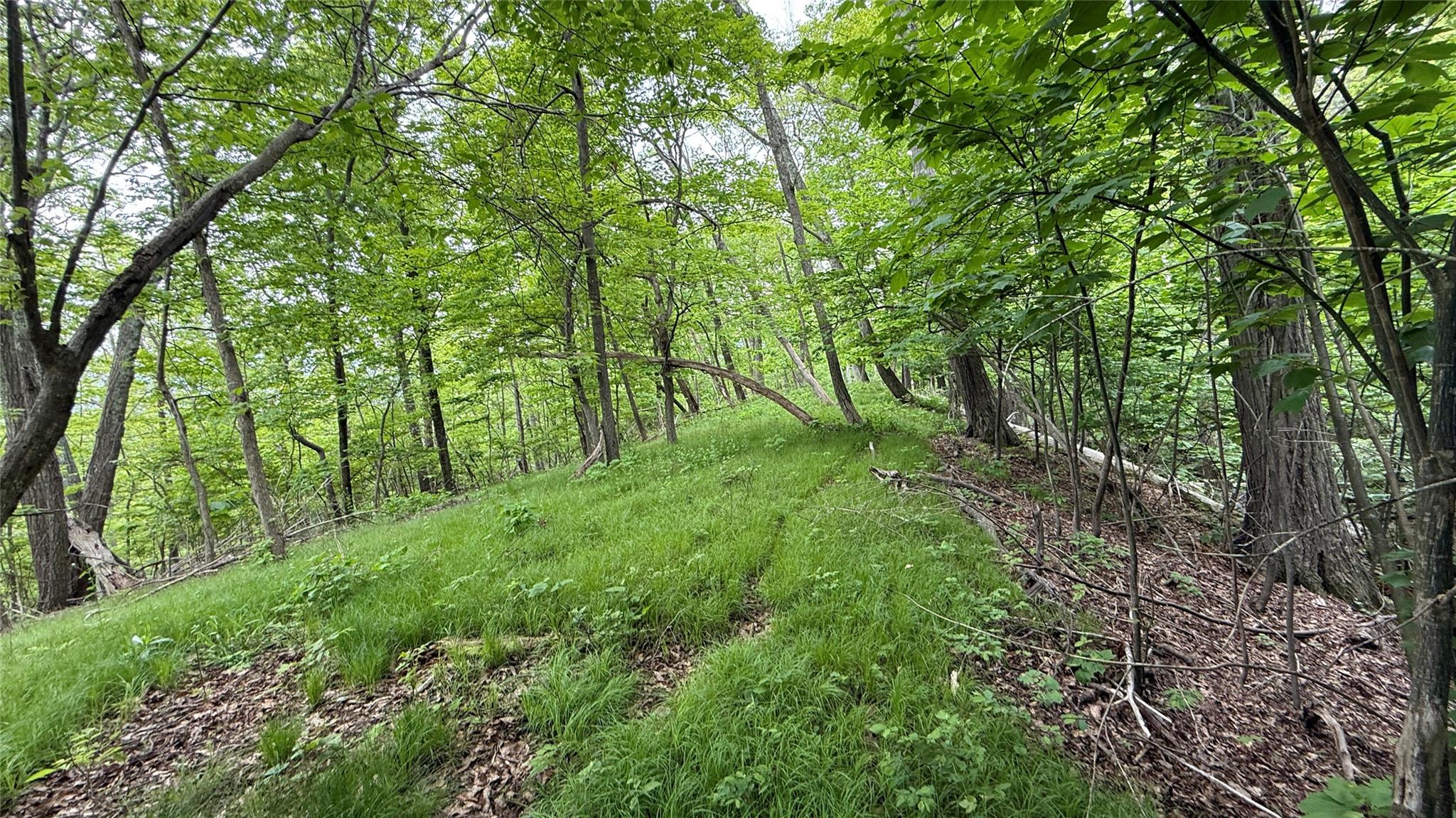 North Mountain Road Gardiner, NY 00000 - Photo 26 of 26 View of tree filled area