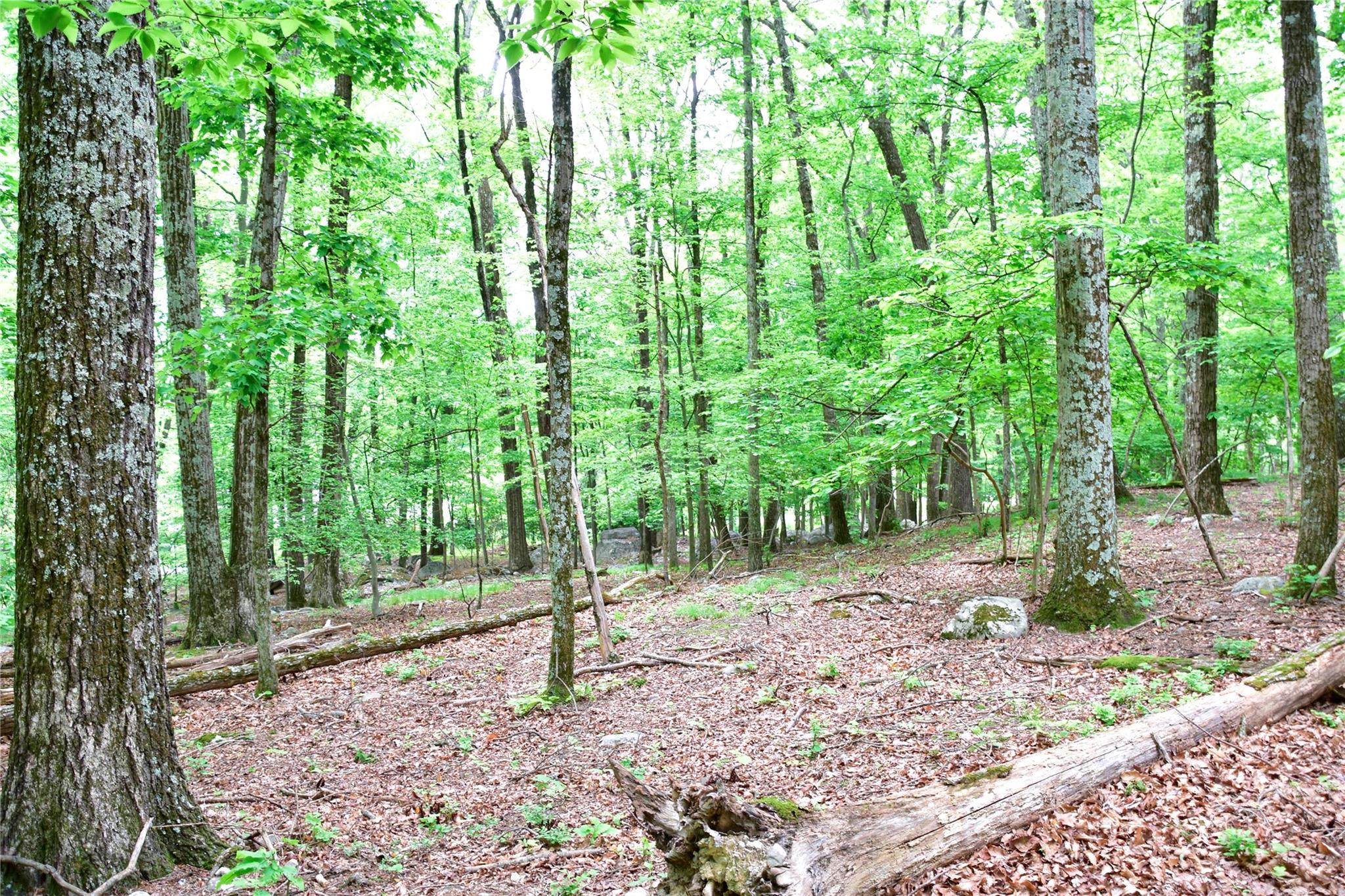 North Mountain Road Gardiner, NY 00000 - Photo 9 of 26 View of woods