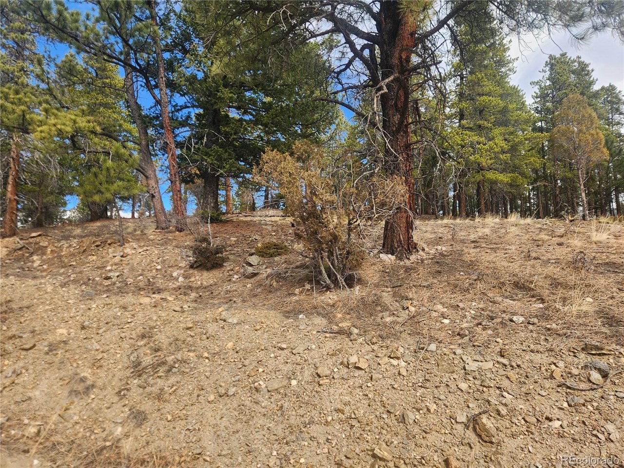 Fools Gold Road Idaho Springs, CO 80452 - Photo 12 of 15 a backyard of a house with large trees