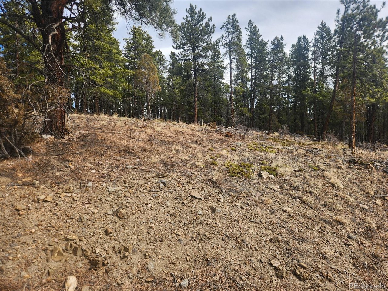 Fools Gold Road Idaho Springs, CO 80452 - Photo 13 of 15 a view of a yard with trees