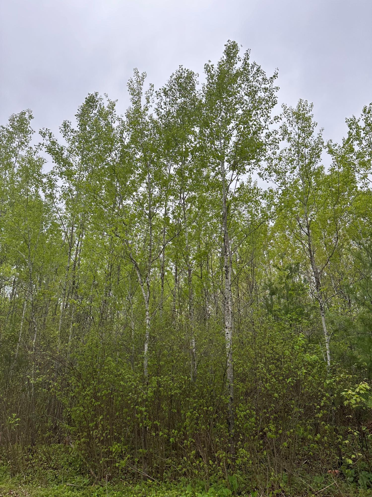 On Burrows Lake Road, Unit LOT 1 ELD Tomahawk, WI 54487 - Photo 1 of 1 Gallery Image 1
