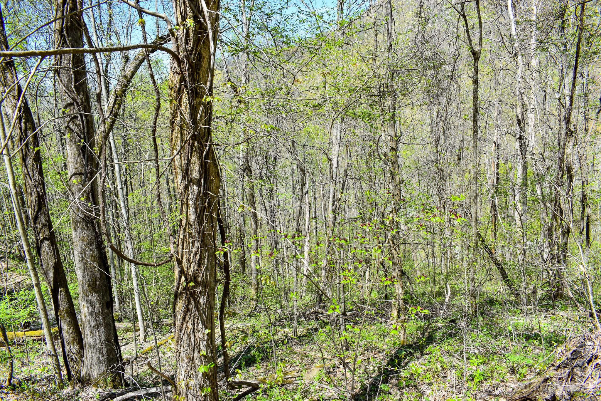 Lot 9 Walnut Cv Ridge, Unit 9 Bryson City, NC 28713 - Photo 4 of 9