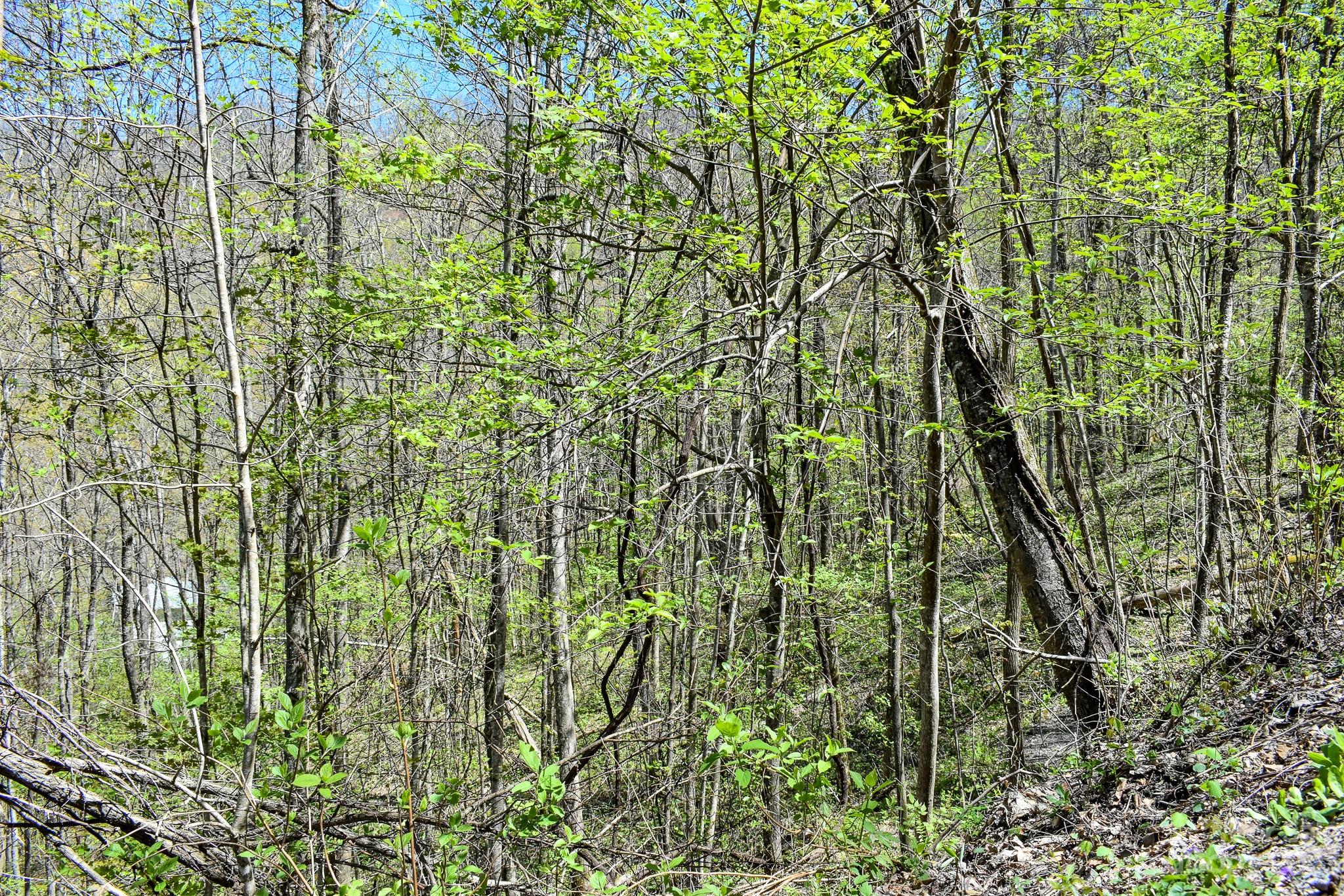 Lot 9 Walnut Cv Ridge, Unit 9 Bryson City, NC 28713 - Photo 7 of 9