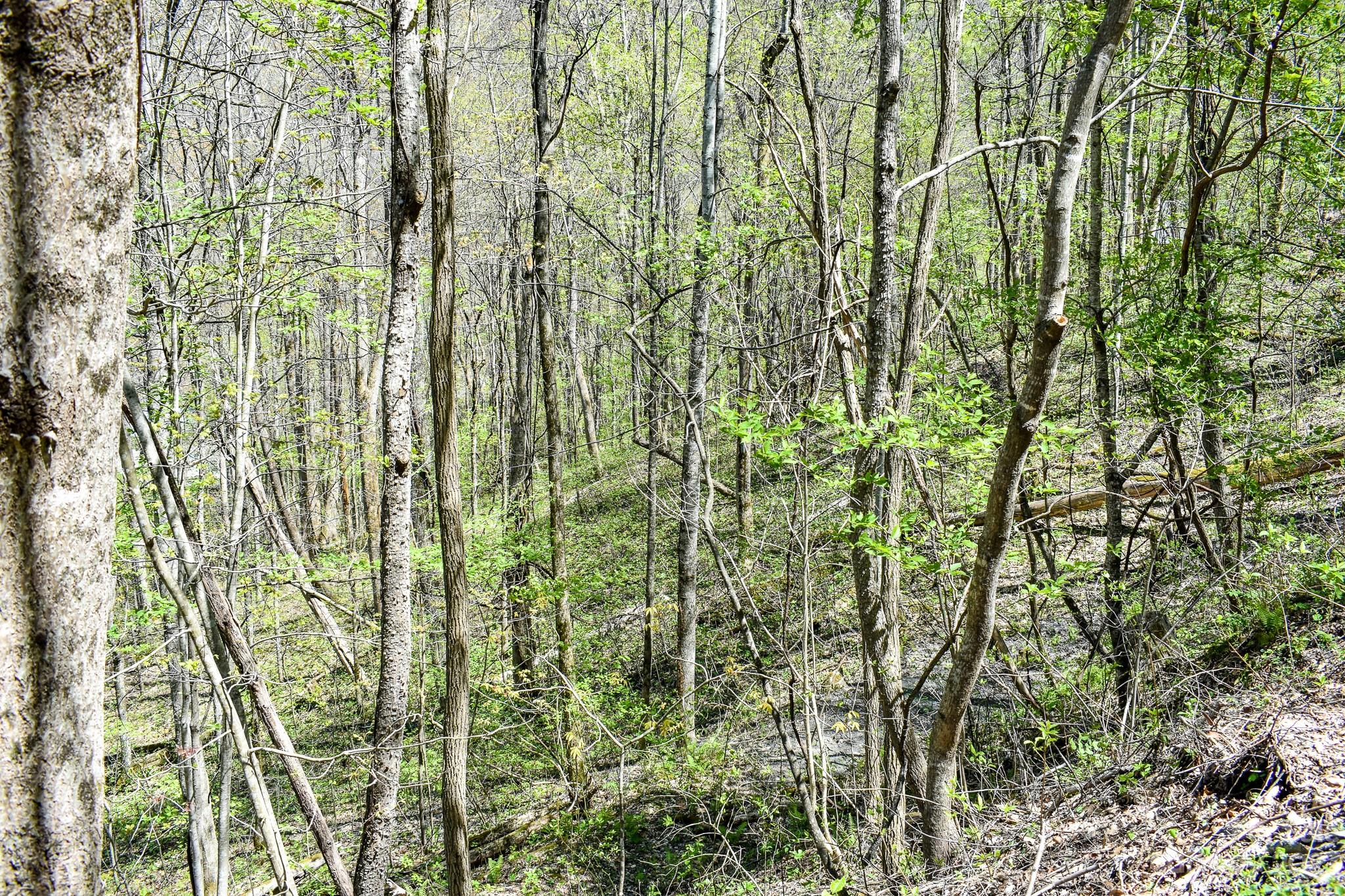 Lot 9 Walnut Cv Ridge, Unit 9 Bryson City, NC 28713 - Photo 8 of 9