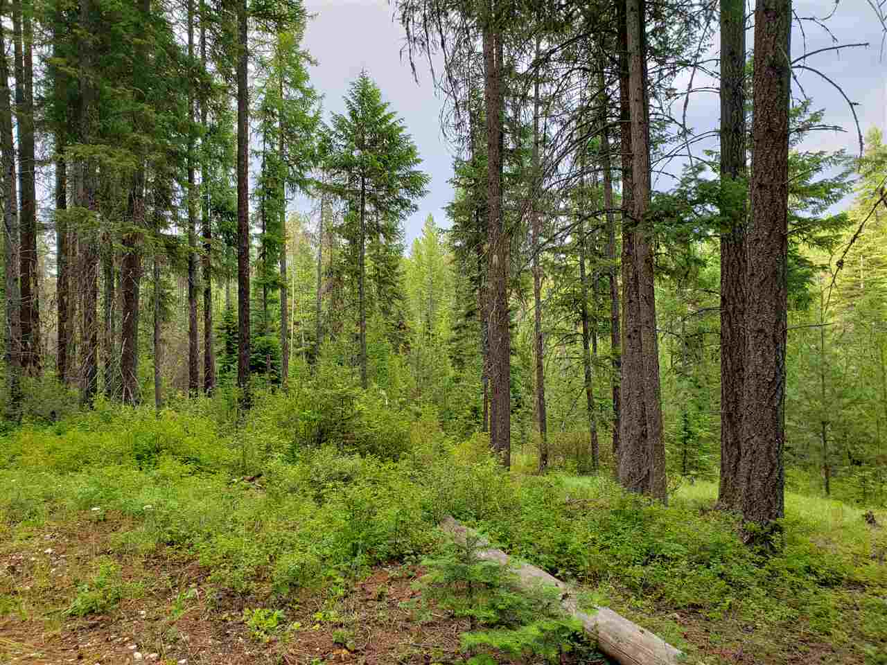 0 Rose Hill Road, Unit LOT #2 Springdale, WA 99173 - Photo 14 of 24