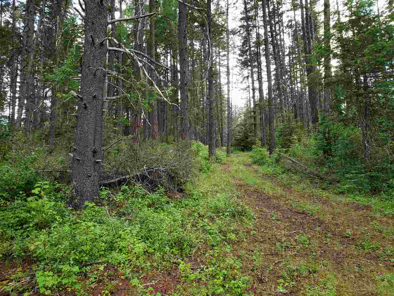 0 Rose Hill Road, Unit LOT #2 Springdale, WA 99173 - Photo 15 of 24