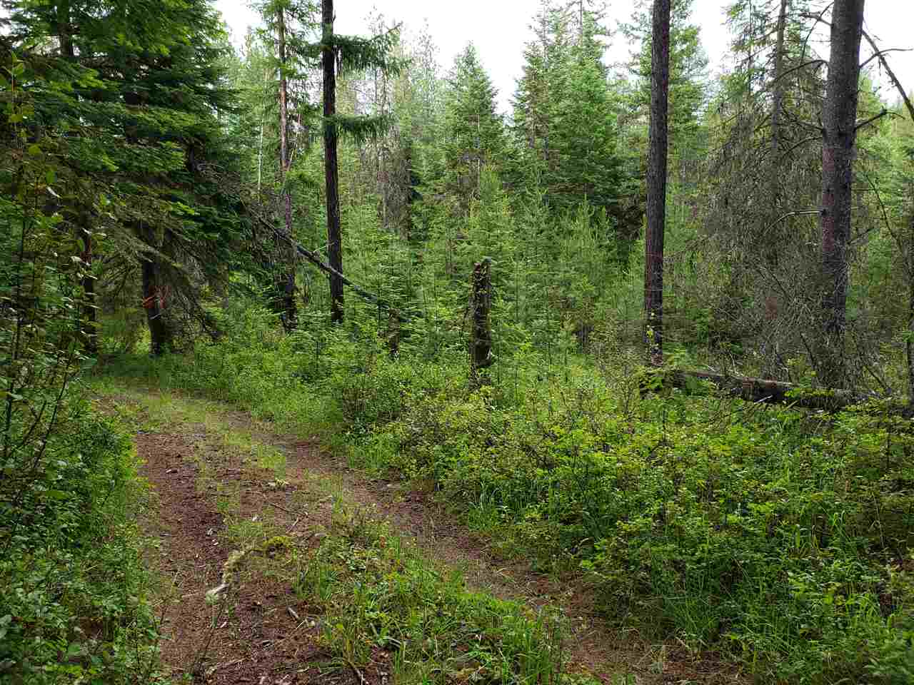 0 Rose Hill Road, Unit LOT #2 Springdale, WA 99173 - Photo 17 of 24