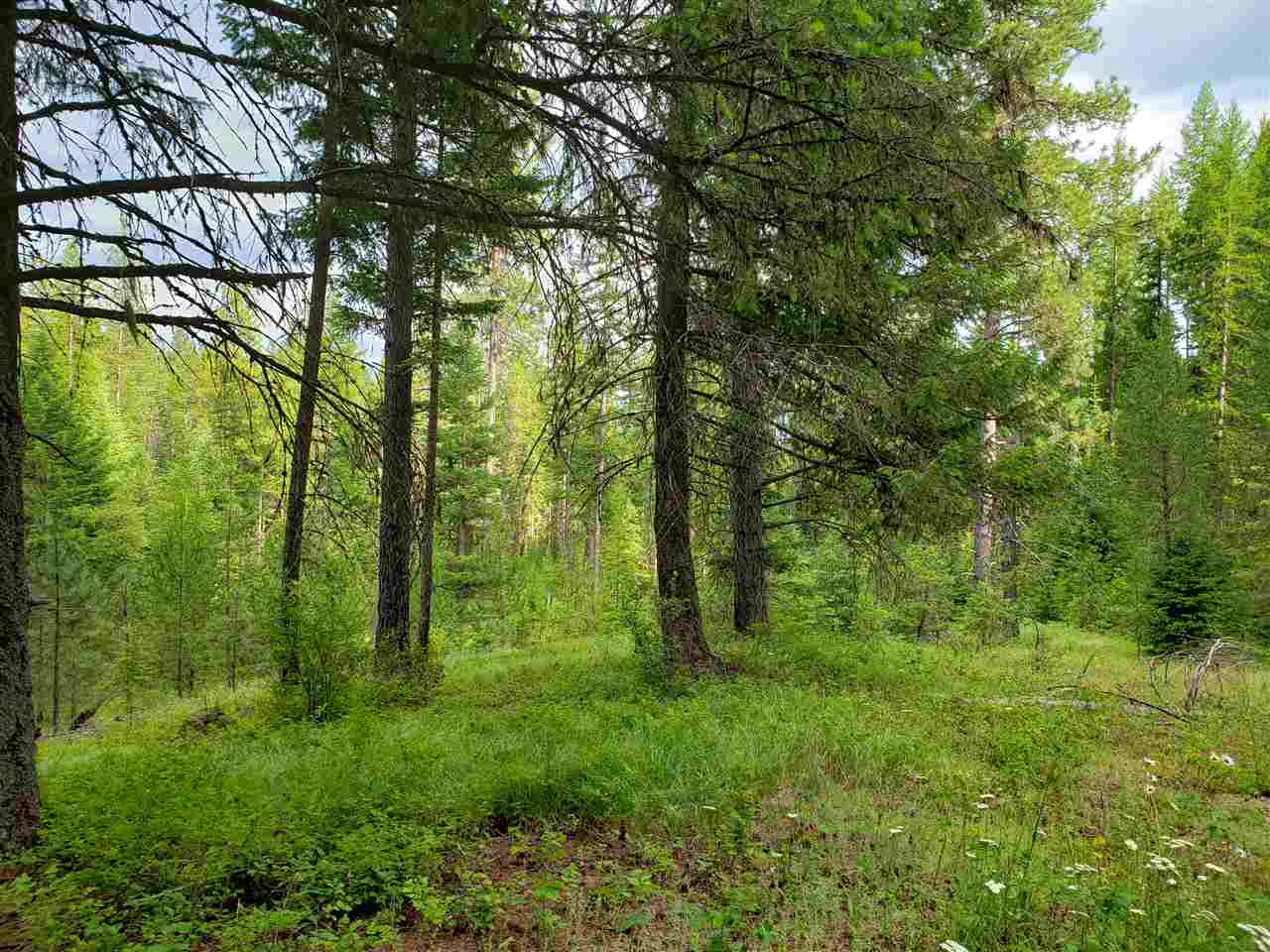 0 Rose Hill Road, Unit LOT #2 Springdale, WA 99173 - Photo 4 of 24