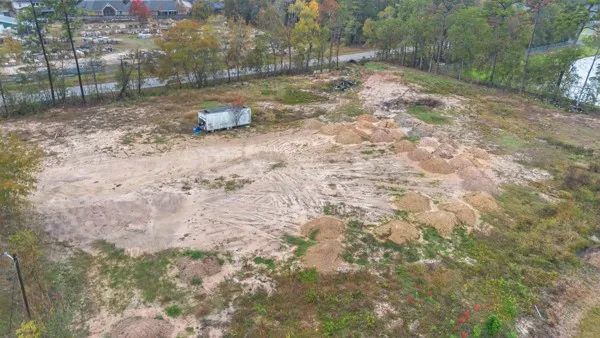 a view of a yard with plants and large trees