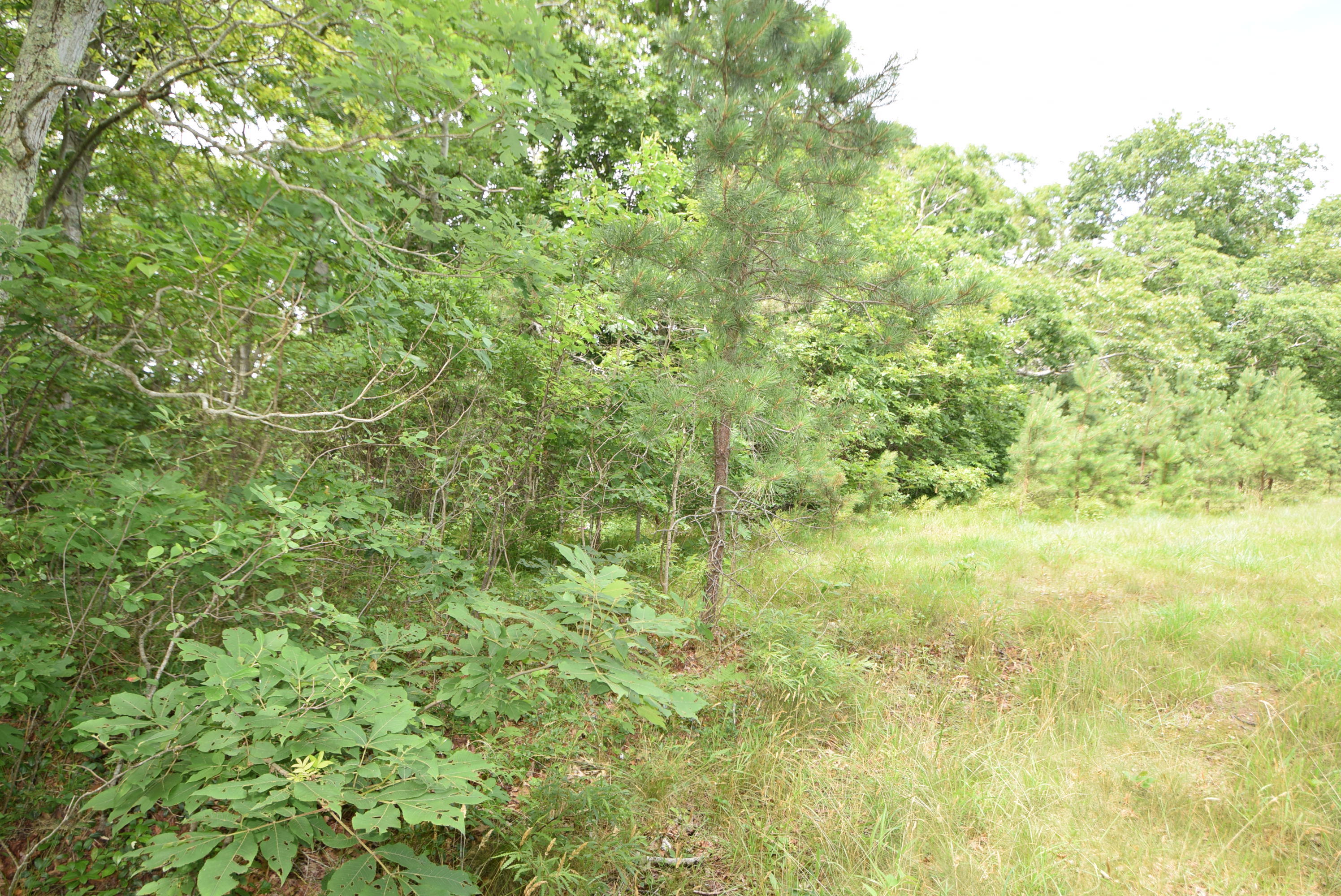 0 Satucket Road Brewster, MA 02631 - Photo 1 of 7 Satucket