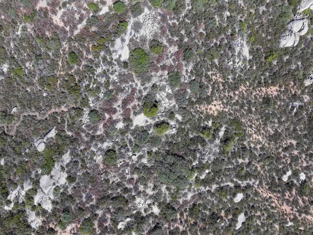 0 Starlight Mountain Road Ramona, CA 92065 - Photo 9 of 25 a close up of a tree