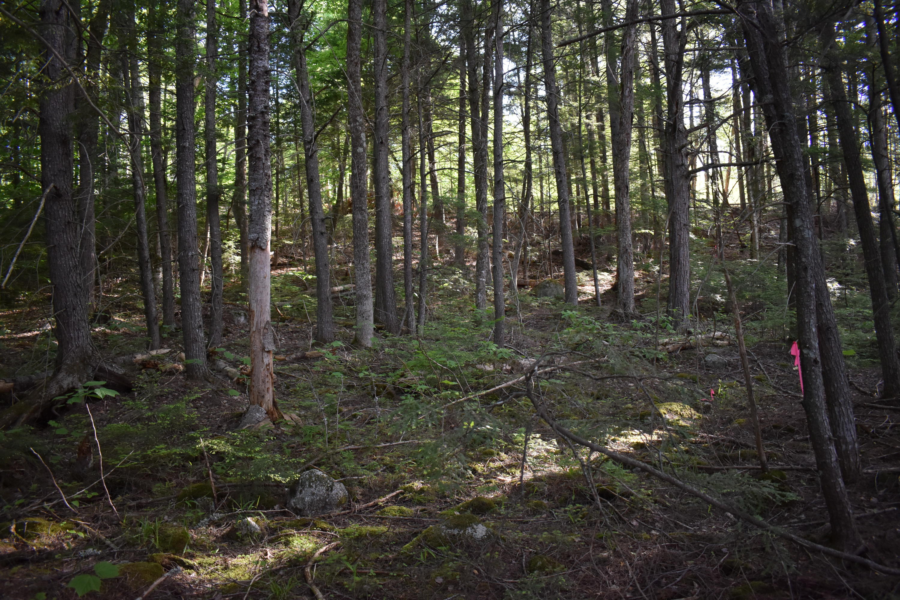 184 Dark Cove Road Weston, ME 04424 - Photo 5 of 24 DSC_0178