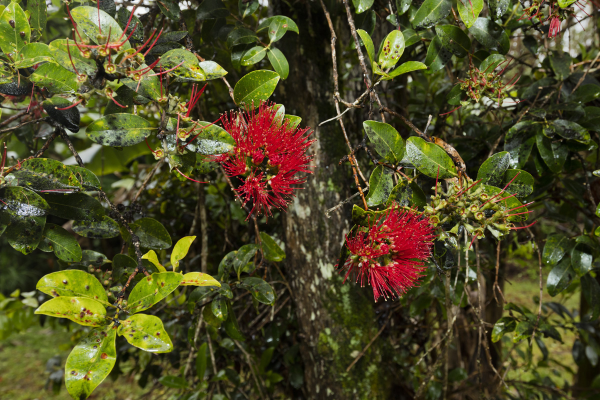 18-2274 Laulea Rd Mountain View Mountain View, HI 96771 - Photo 13 of 16