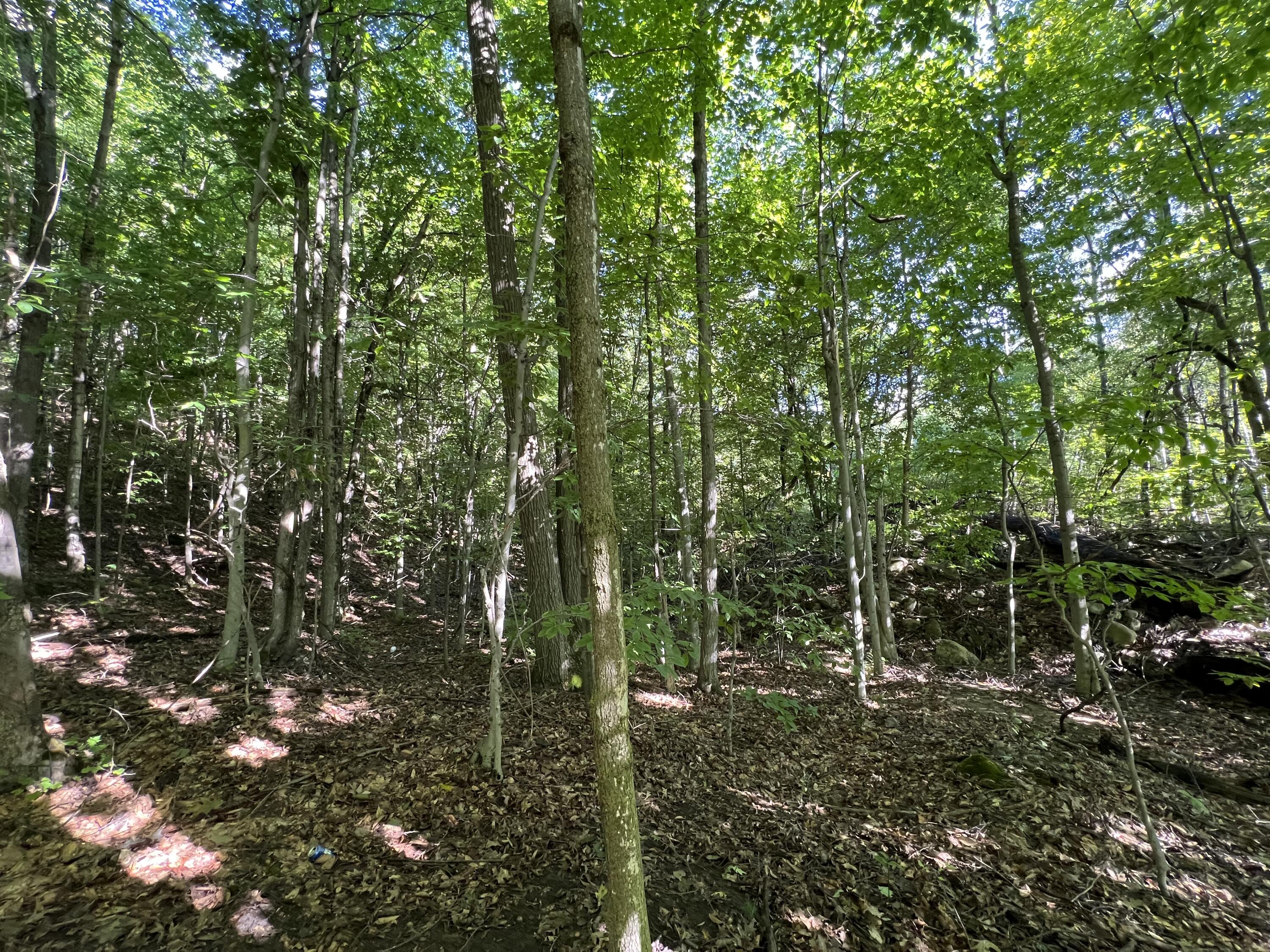 0 Parker Road West Chazy, NY 12992 - Photo 10 of 11 Gallery Image 10