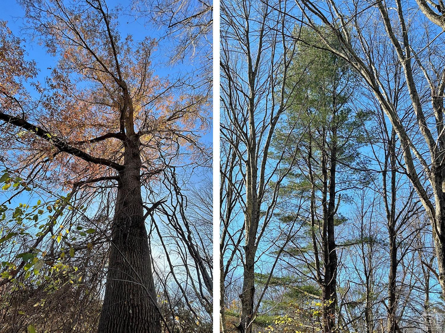 44 Benner Road Red Hook, NY 12571 - Photo 21 of 22 a view of a yard