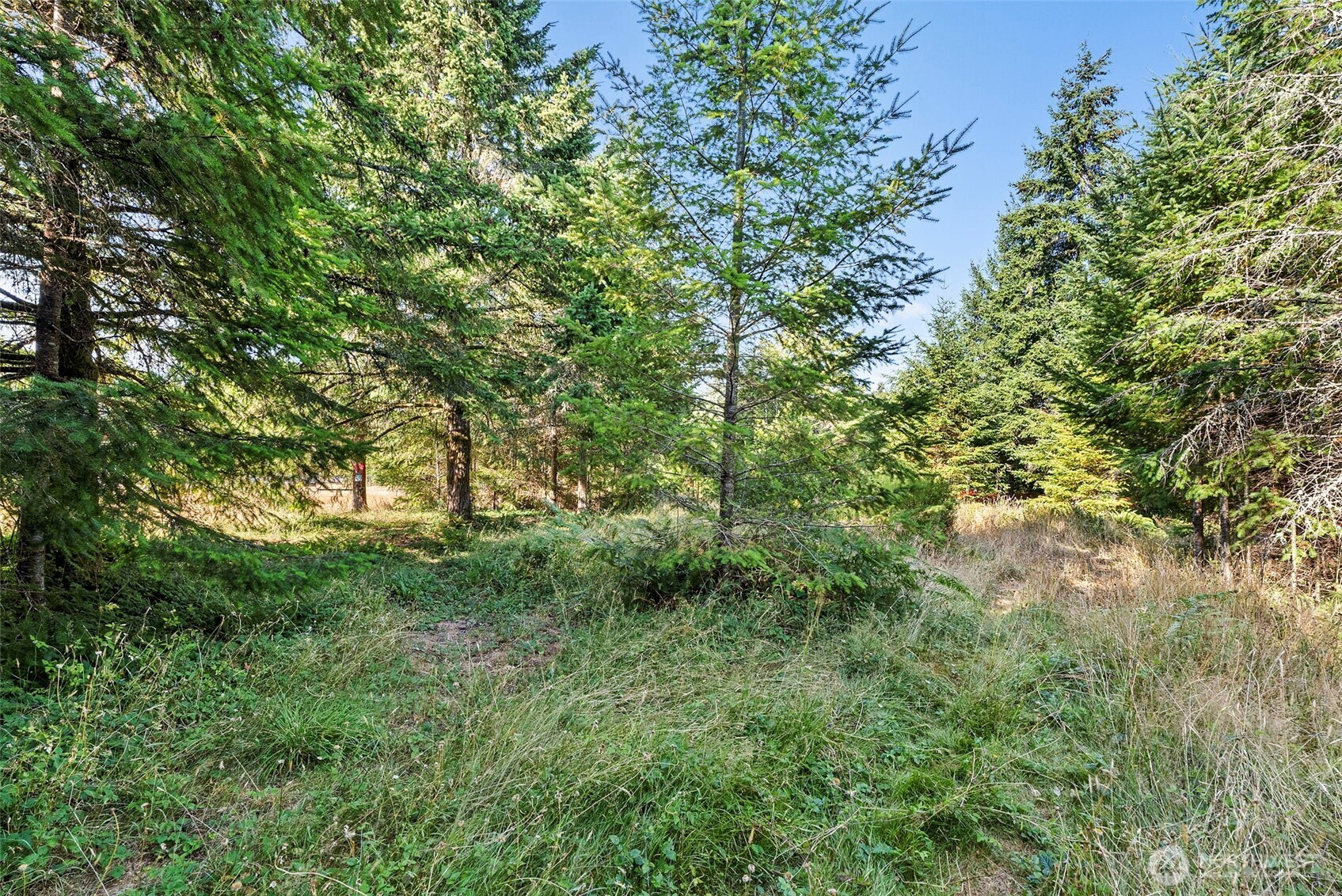 1335 Centralia Alpha Road Chehalis, WA 98532 - Photo 32 of 32 a view of a lush green forest