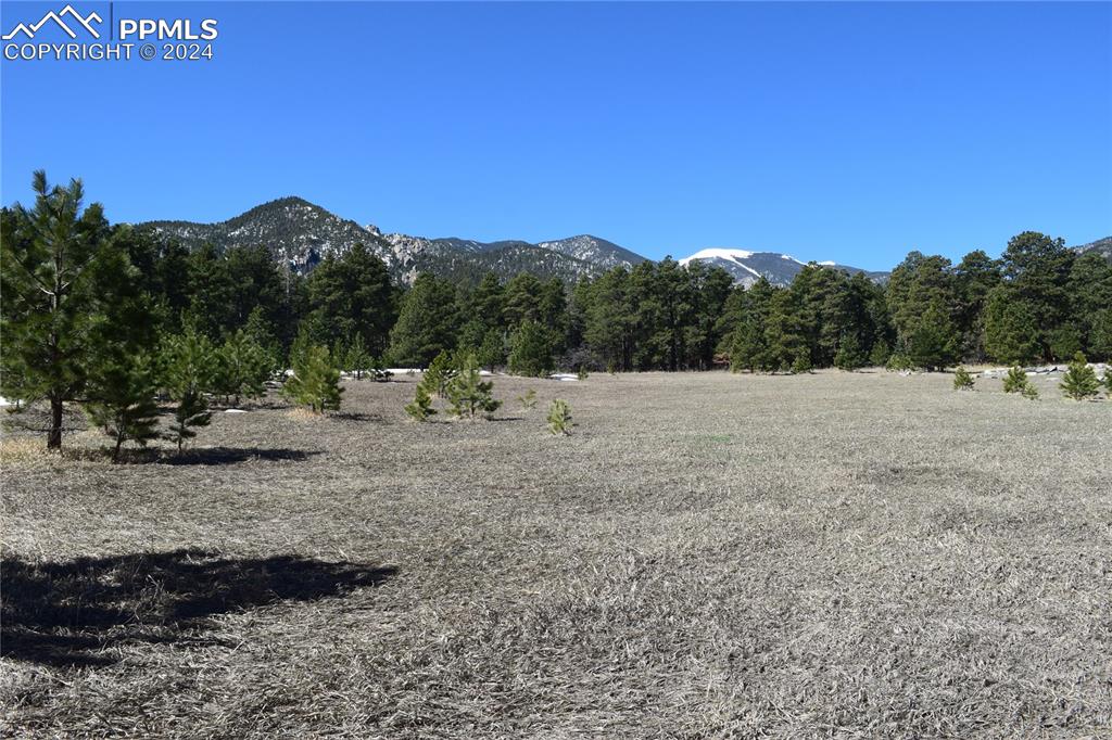 8500 Park Road Rye, CO 81069 - Photo 21 of 28 a view of a with large trees