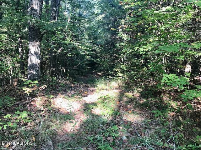 Rob Watson Road Oneida, TN 37841 - Photo 12 of 28 IMG_9639