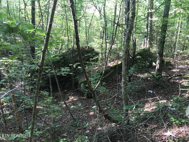 Rob Watson Road Oneida, TN 37841 - Photo 13 of 28 IMG_9666