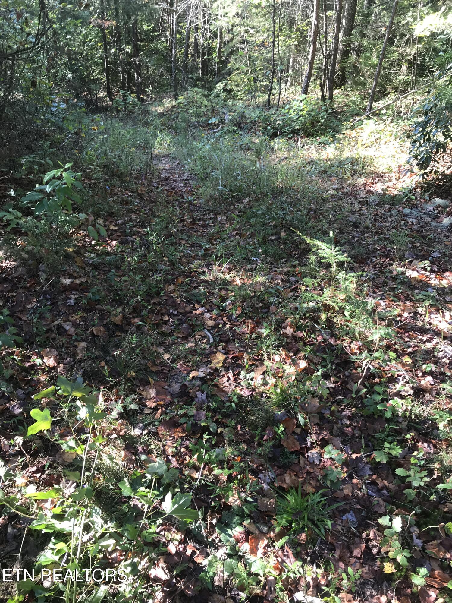 Rob Watson Road Oneida, TN 37841 - Photo 26 of 28 Rob Watson Rd 012