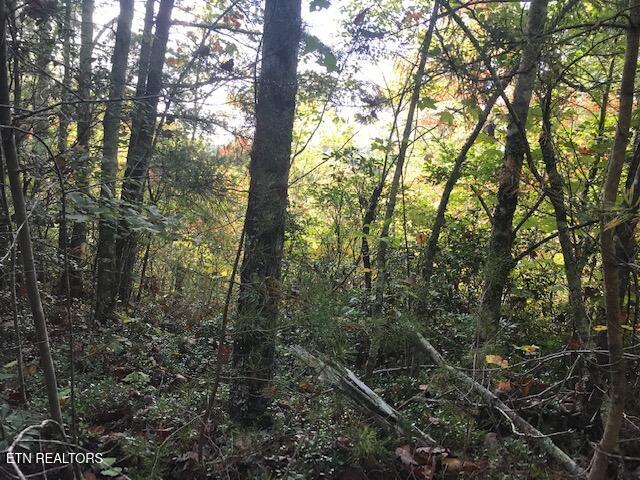 Rob Watson Road Oneida, TN 37841 - Photo 3 of 28 IMG_9630