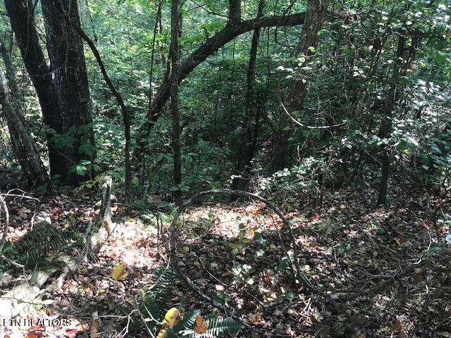 Rob Watson Road Oneida, TN 37841 - Photo 8 of 28 IMG_9635