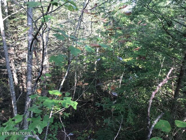 Rob Watson Road Oneida, TN 37841 - Photo 9 of 28 IMG_9636