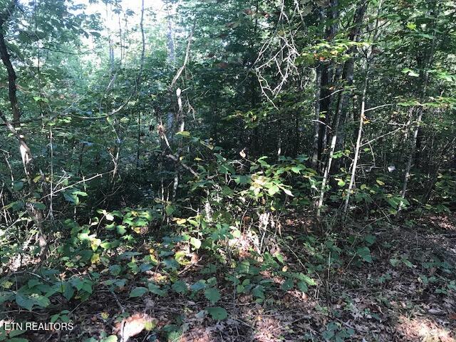 Rob Watson Road Oneida, TN 37841 - Photo 10 of 28 IMG_9637