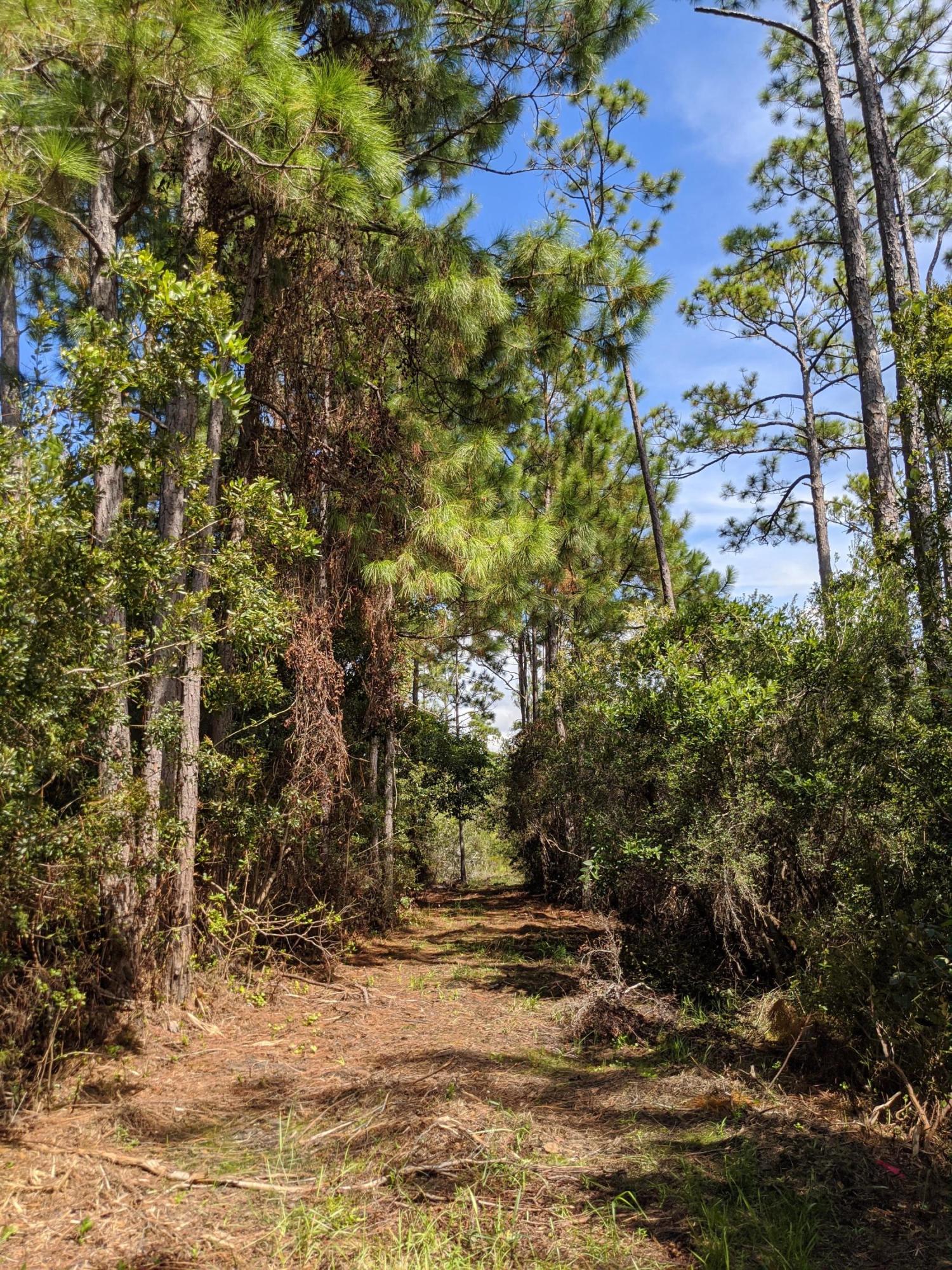 Lot 8 Calm Gulf Drive Santa Rosa Beach, FL 32459 - Photo 3 of 7 a view of a yard with plants and trees