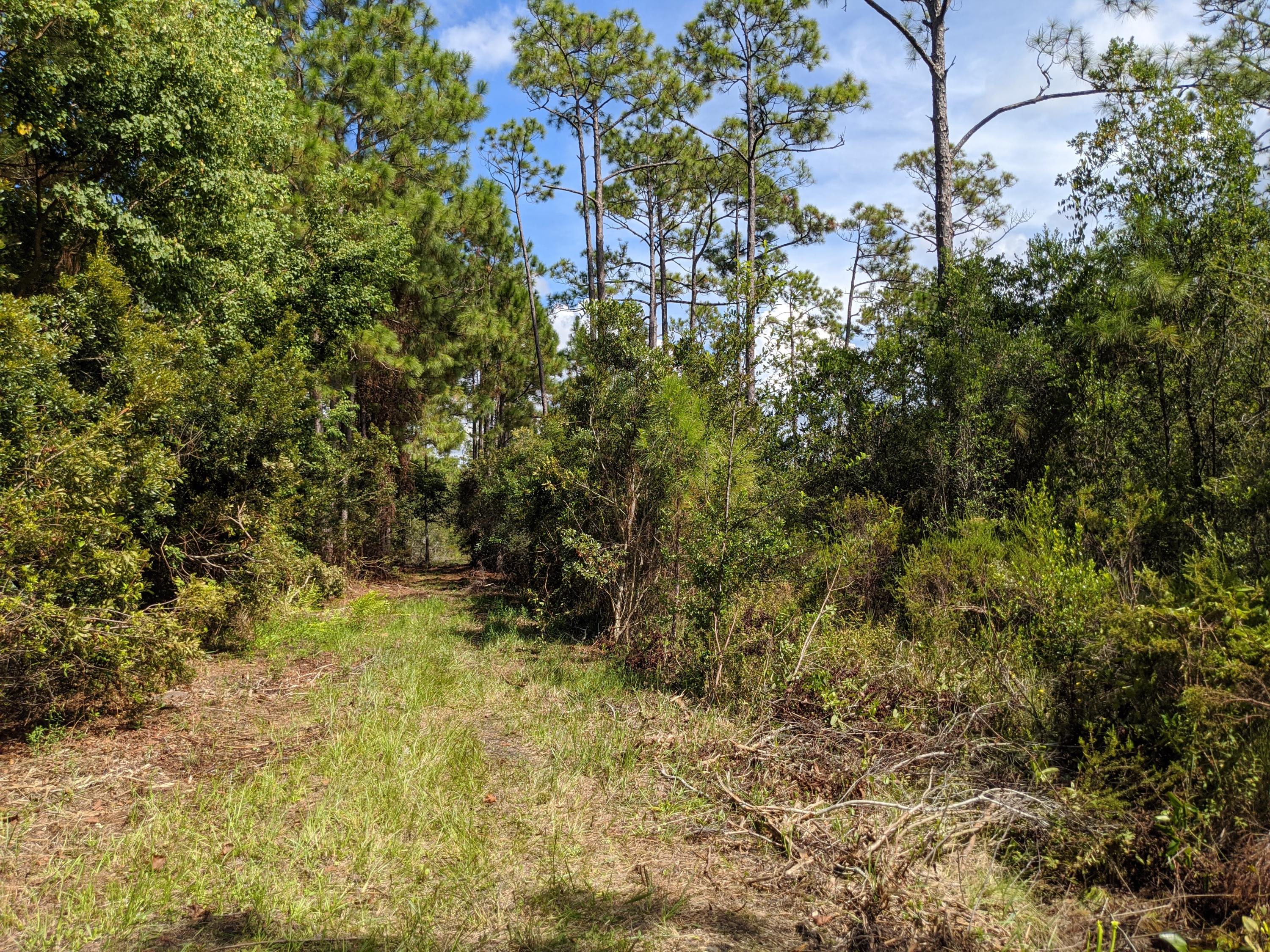 Lot 8 Calm Gulf Drive Santa Rosa Beach, FL 32459 - Photo 5 of 7 a view of a yard with a tree
