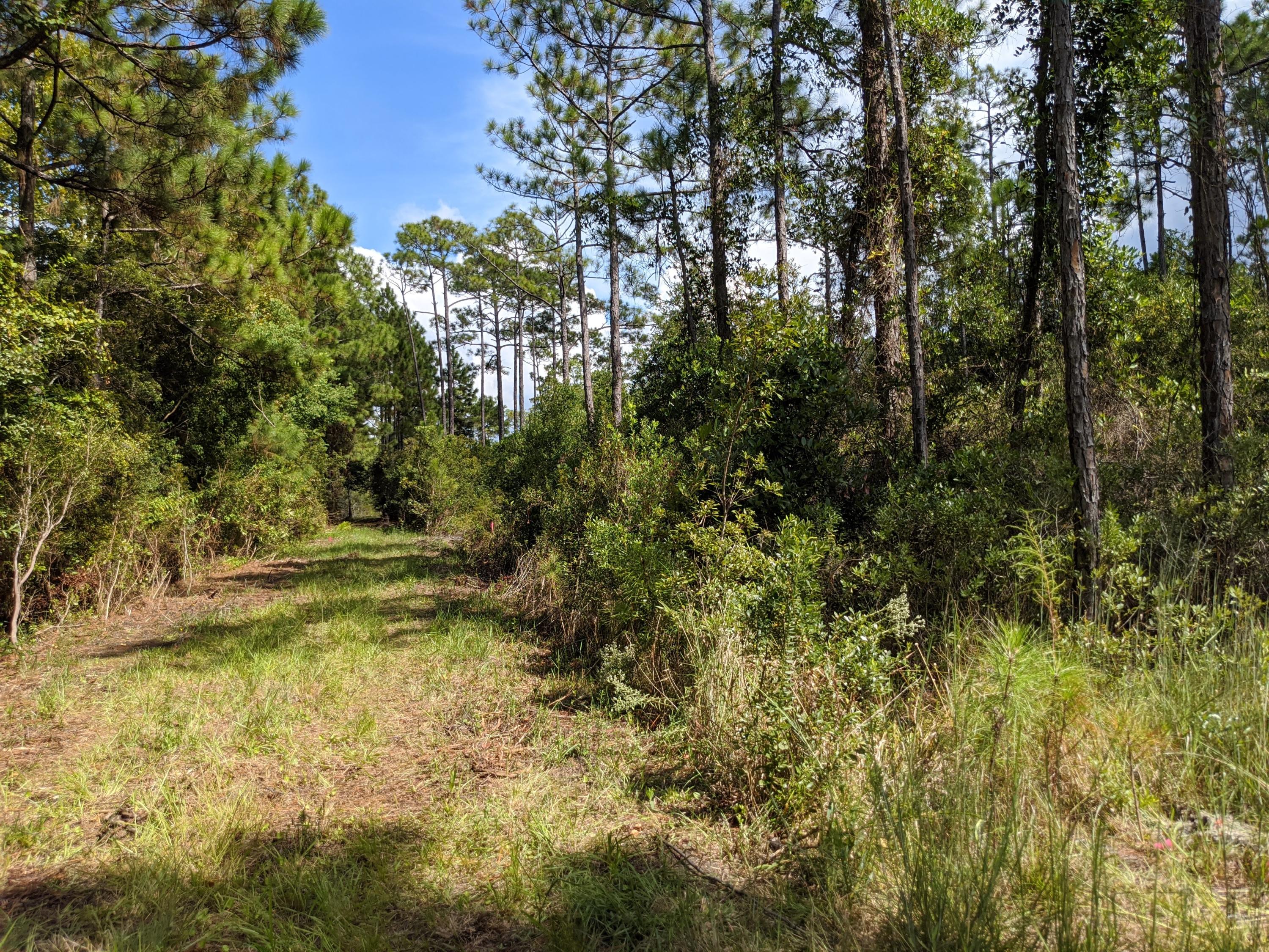 Lot 8 Calm Gulf Drive Santa Rosa Beach, FL 32459 - Photo 6 of 7 a view of yard with trees