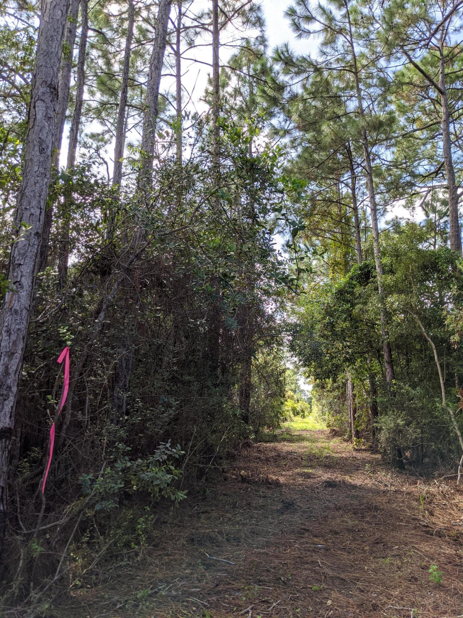 Lot 8 Calm Gulf Drive Santa Rosa Beach, FL 32459 - Photo 7 of 7 a backyard of a house with lots of green space and trees
