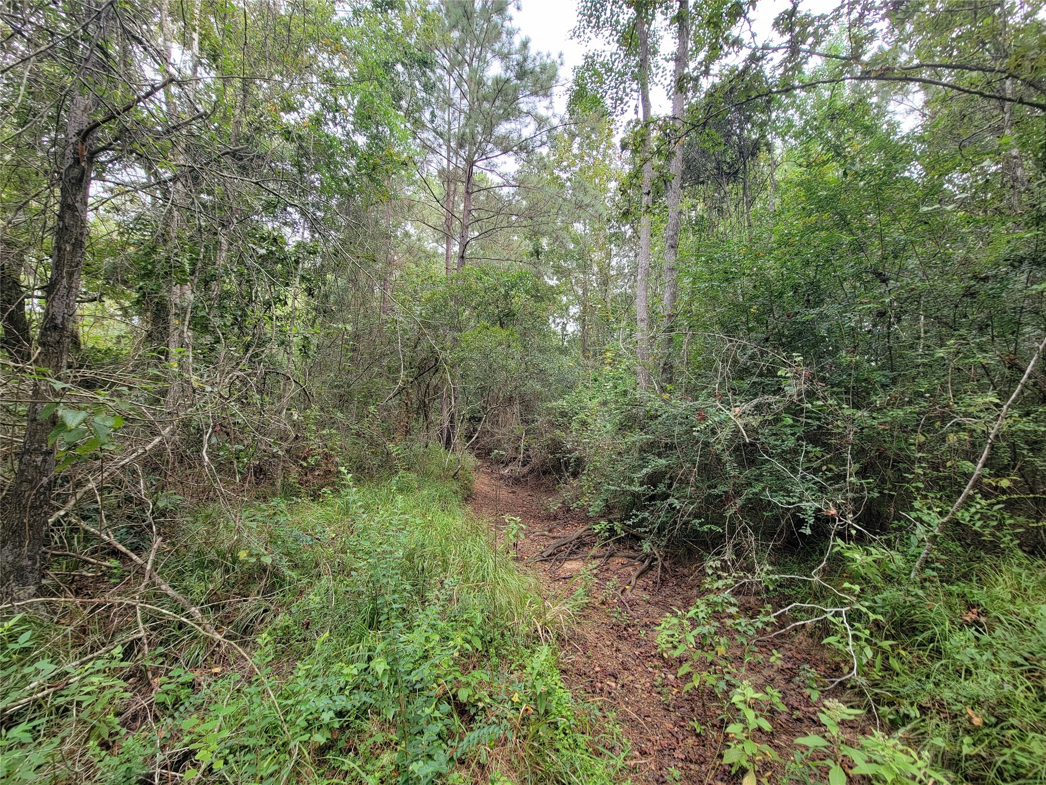 20122 Meadow Lake Road Cleveland, TX 77328 - Photo 11 of 49 a view of a forest with trees