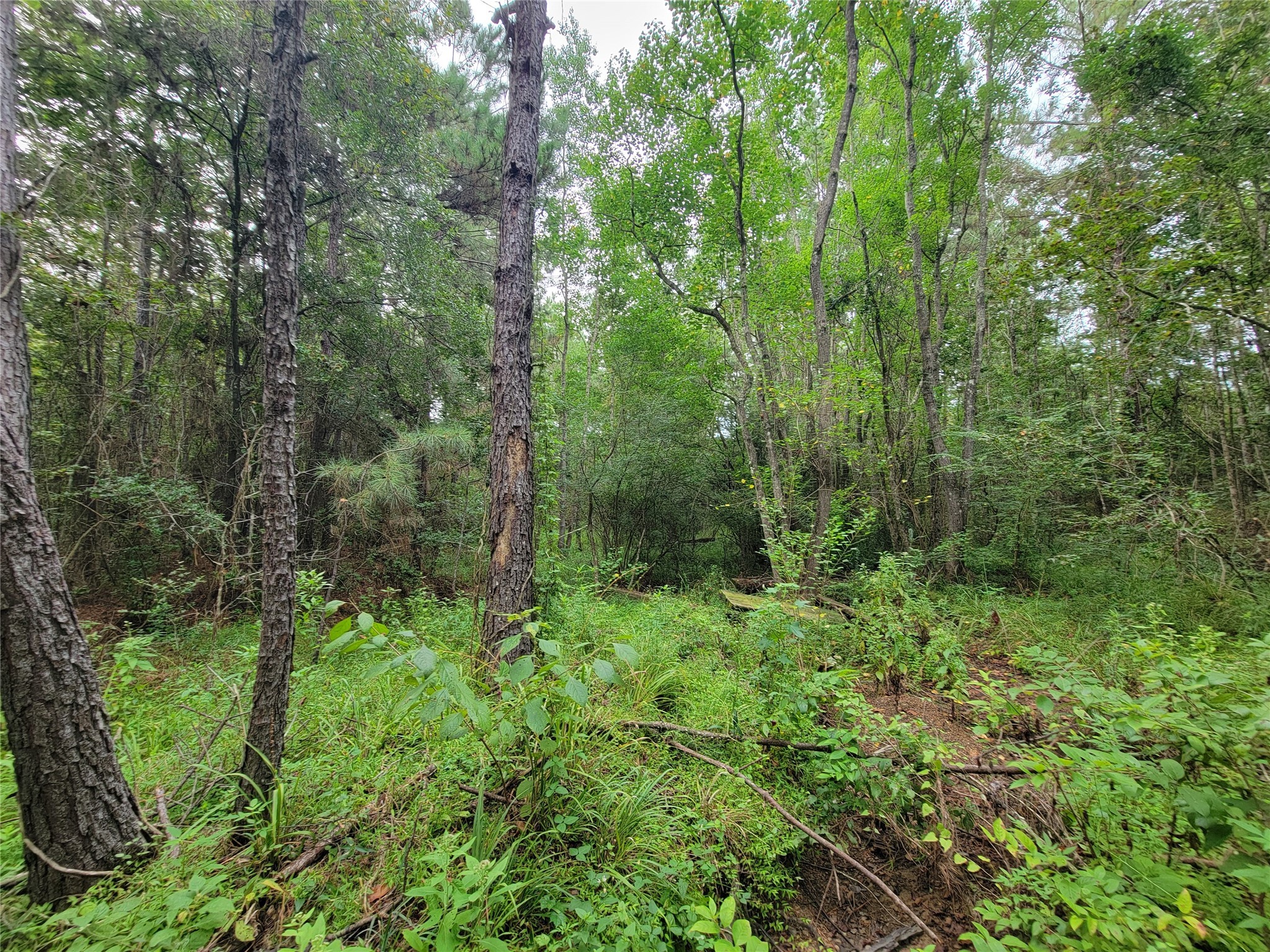 20122 Meadow Lake Road Cleveland, TX 77328 - Photo 12 of 49 a view of a lush green forest