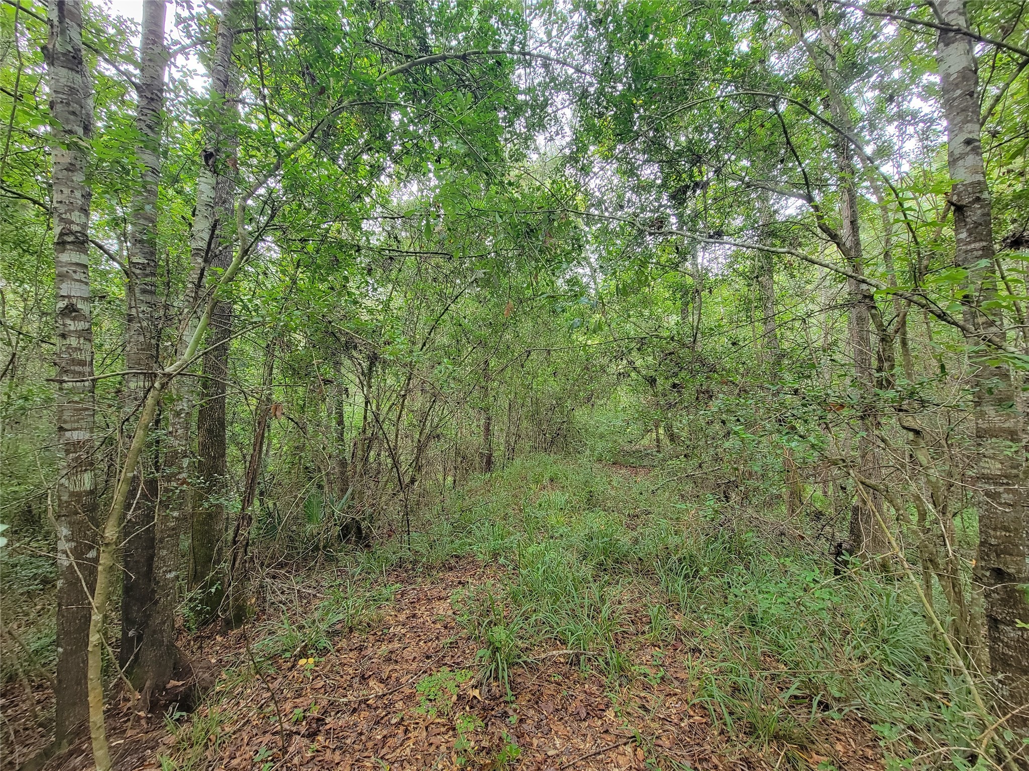 20122 Meadow Lake Road Cleveland, TX 77328 - Photo 14 of 49 a view of a lush green forest