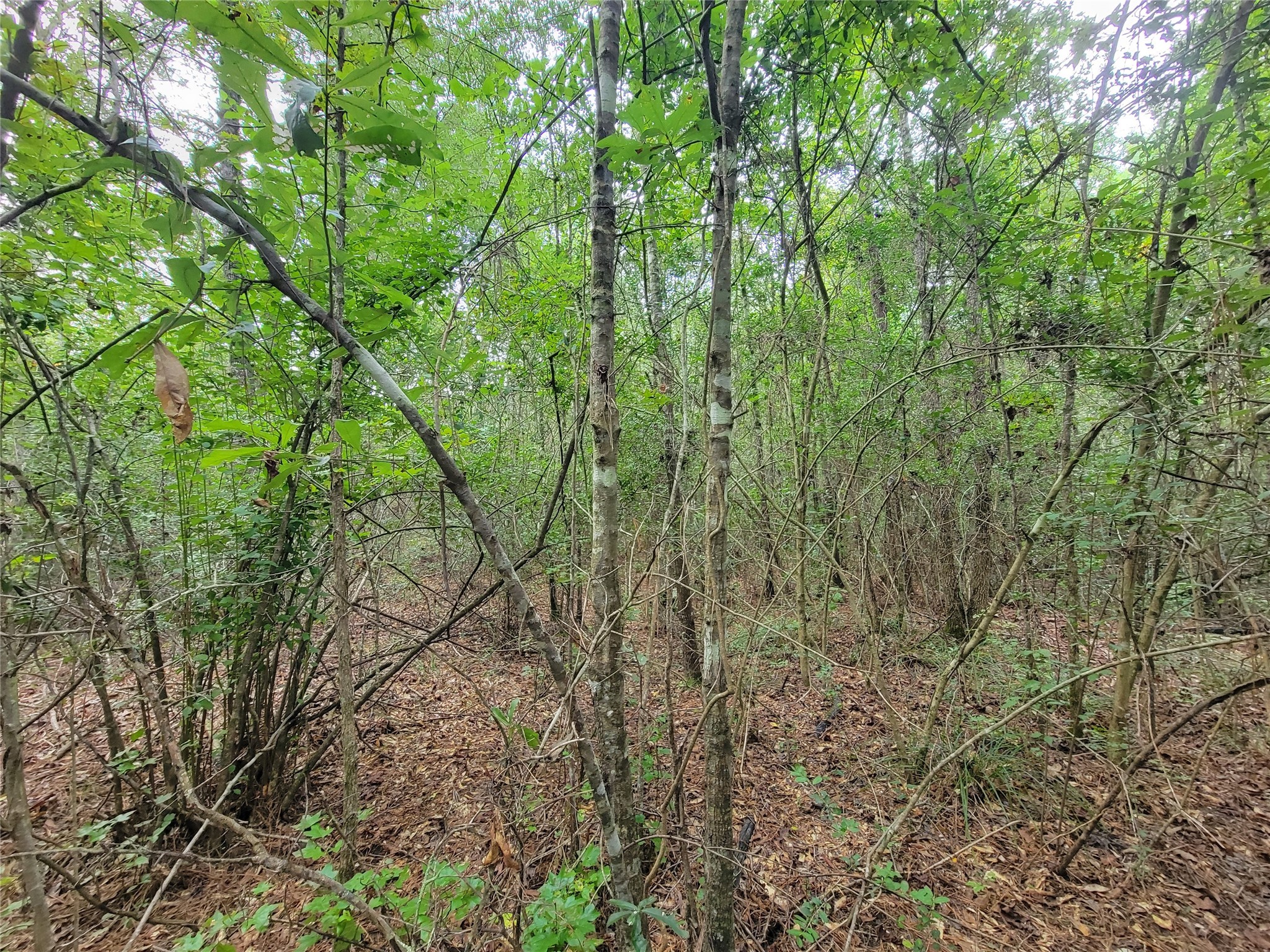 20122 Meadow Lake Road Cleveland, TX 77328 - Photo 15 of 49 a view of a yard with a tree