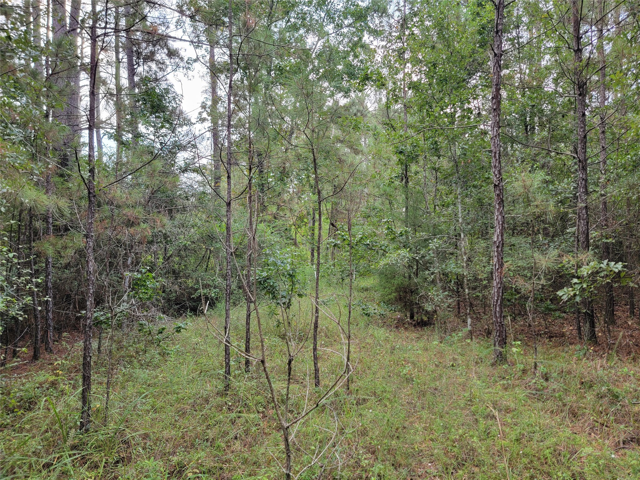 20122 Meadow Lake Road Cleveland, TX 77328 - Photo 16 of 49 a view of a forest filled with trees