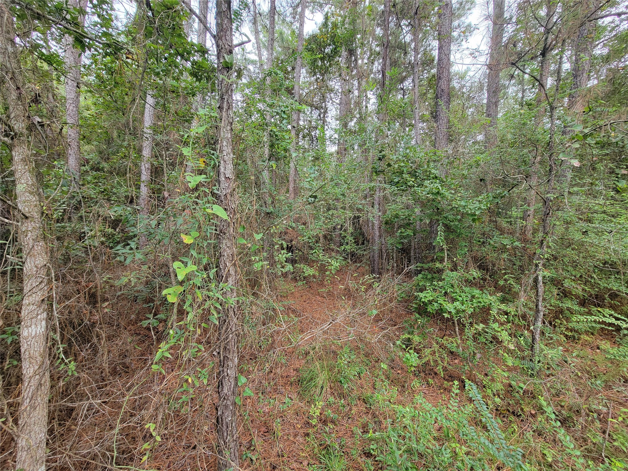 20122 Meadow Lake Road Cleveland, TX 77328 - Photo 18 of 49 a view of a forest with trees