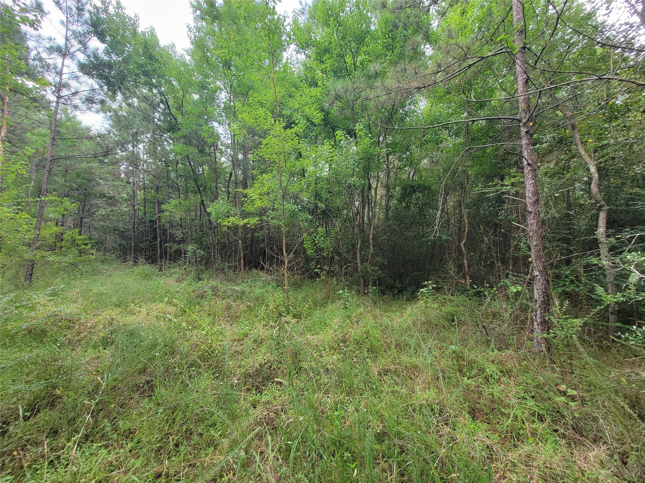 20122 Meadow Lake Road Cleveland, TX 77328 - Photo 20 of 49 a view of a forest with a sink