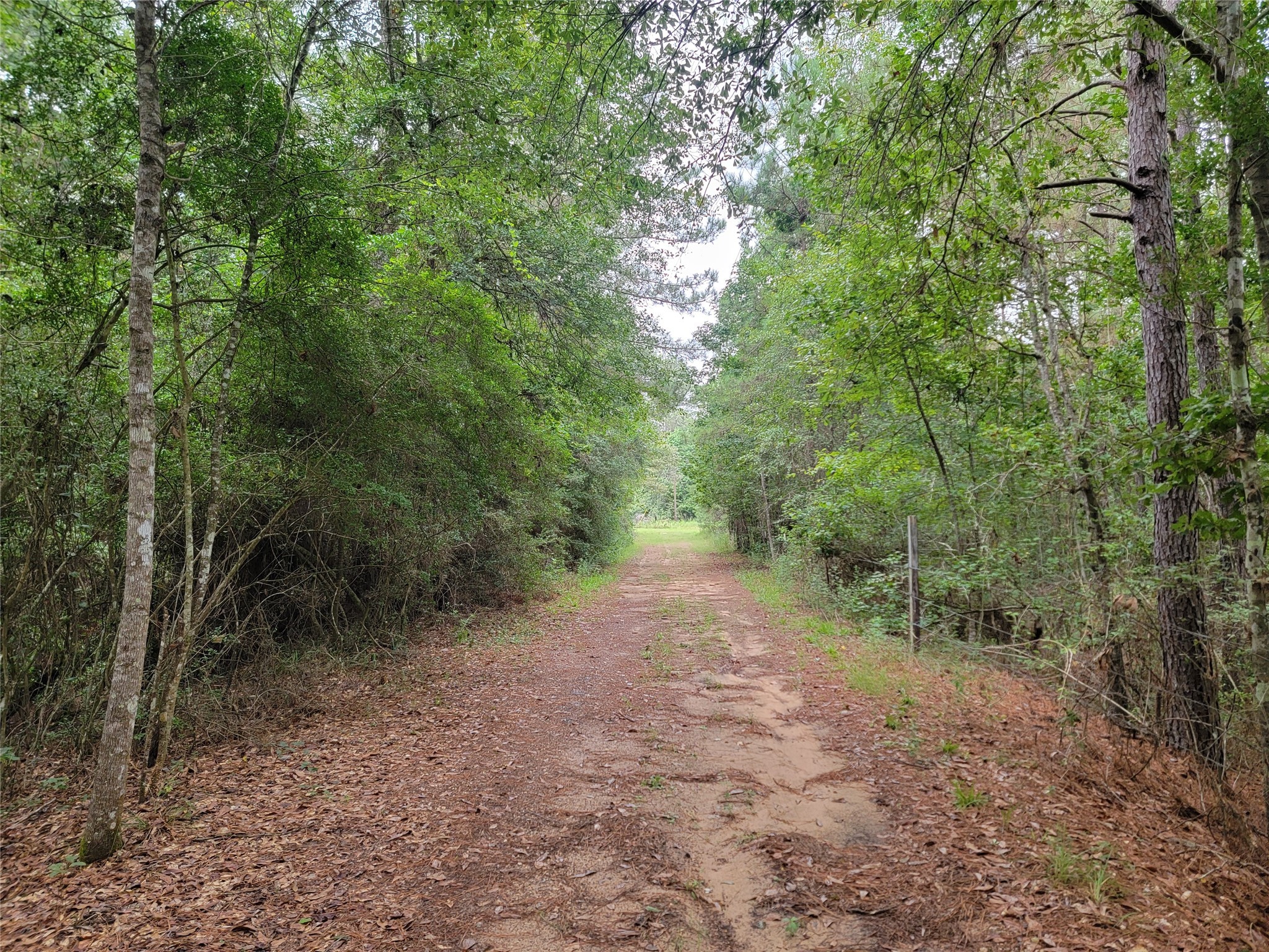 20122 Meadow Lake Road Cleveland, TX 77328 - Photo 2 of 49 a view of a forest with trees in the background