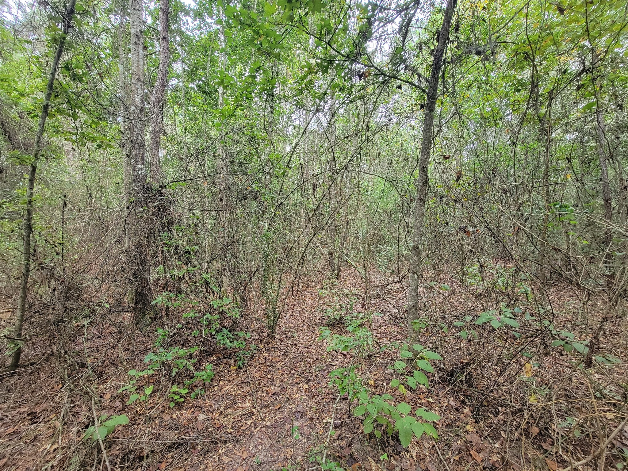 20122 Meadow Lake Road Cleveland, TX 77328 - Photo 21 of 49 a view of a forest with trees in the background