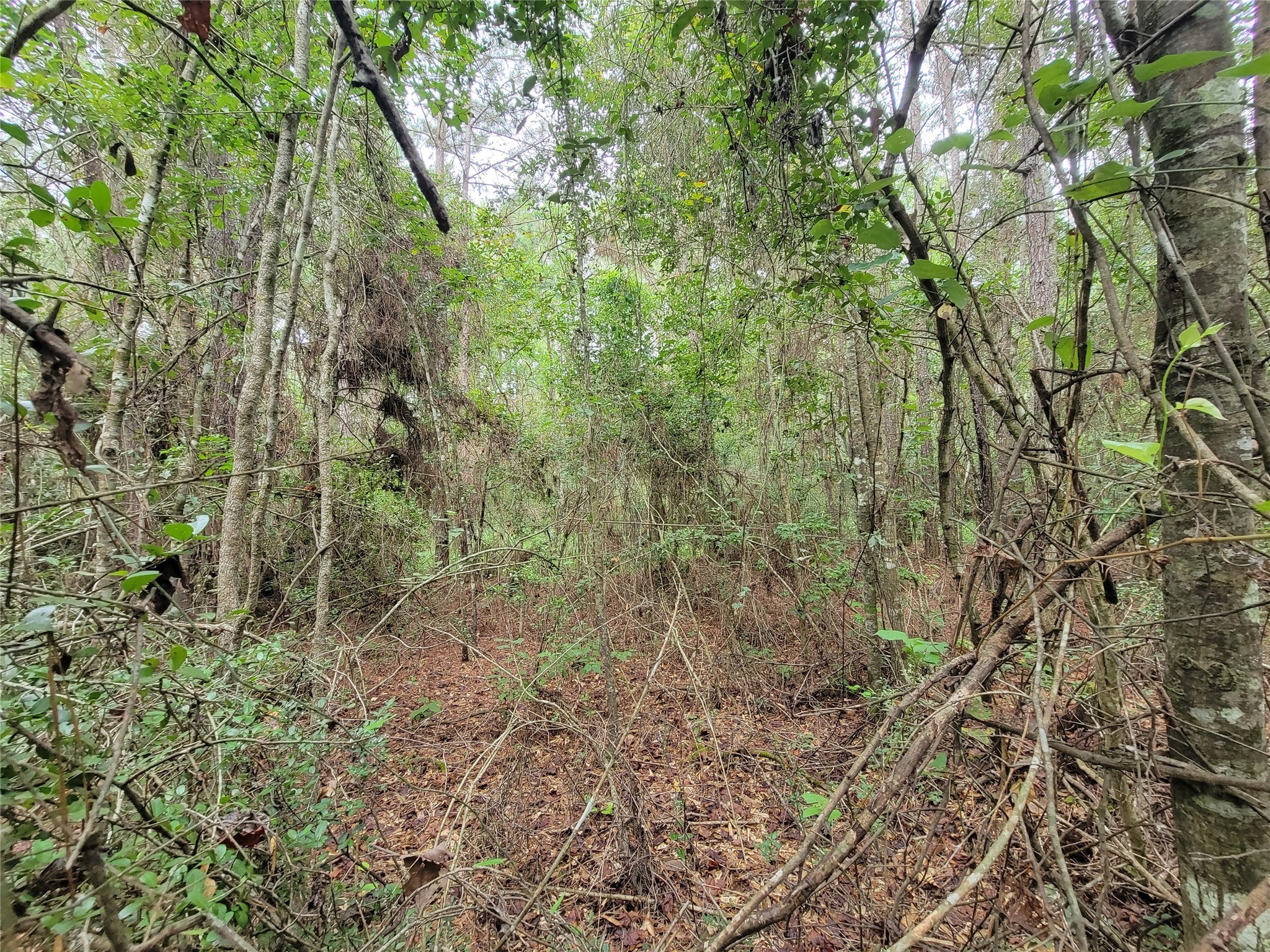 20122 Meadow Lake Road Cleveland, TX 77328 - Photo 23 of 49 a view of a forest