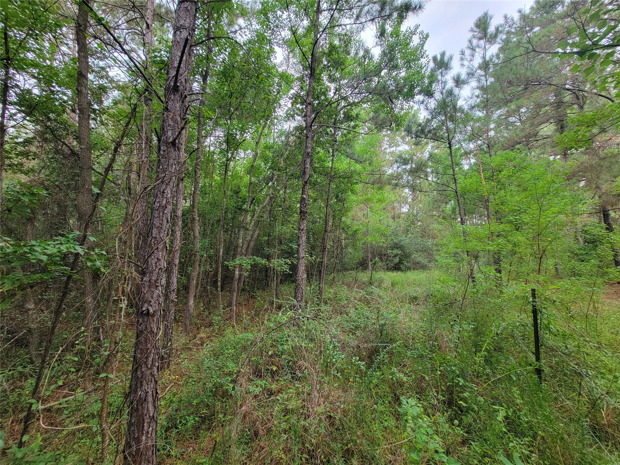 20122 Meadow Lake Road Cleveland, TX 77328 - Photo 24 of 49 a view of forest