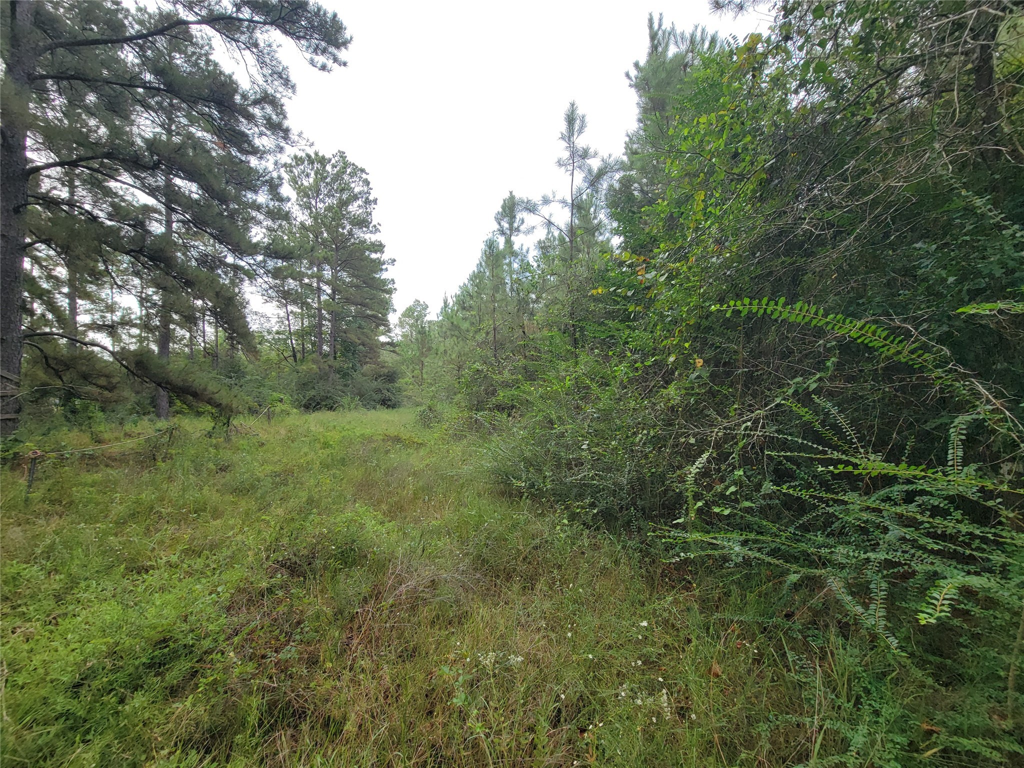20122 Meadow Lake Road Cleveland, TX 77328 - Photo 25 of 49 a view of a lush green forest with large trees
