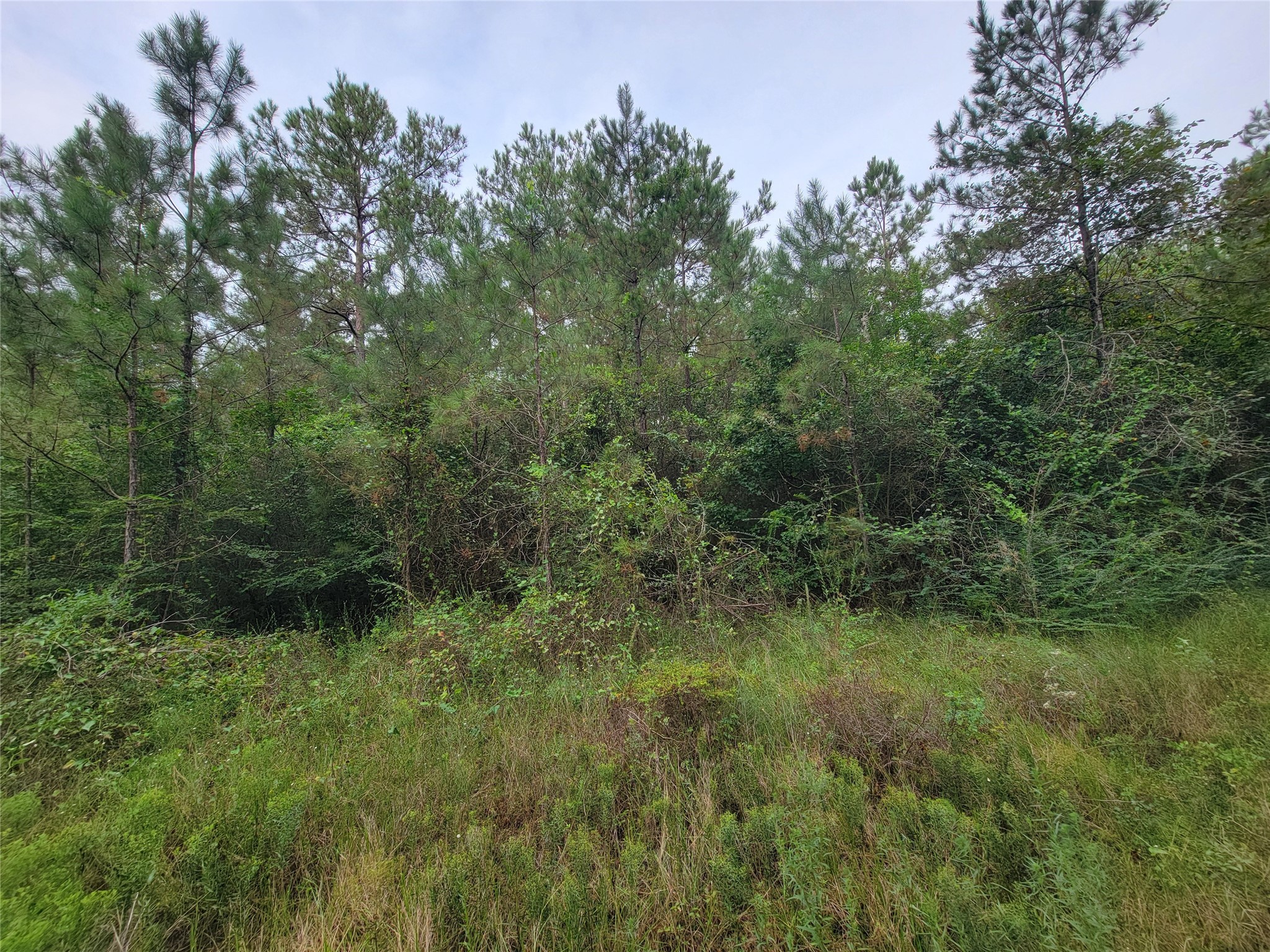 20122 Meadow Lake Road Cleveland, TX 77328 - Photo 27 of 49 a view of outdoor space and green field
