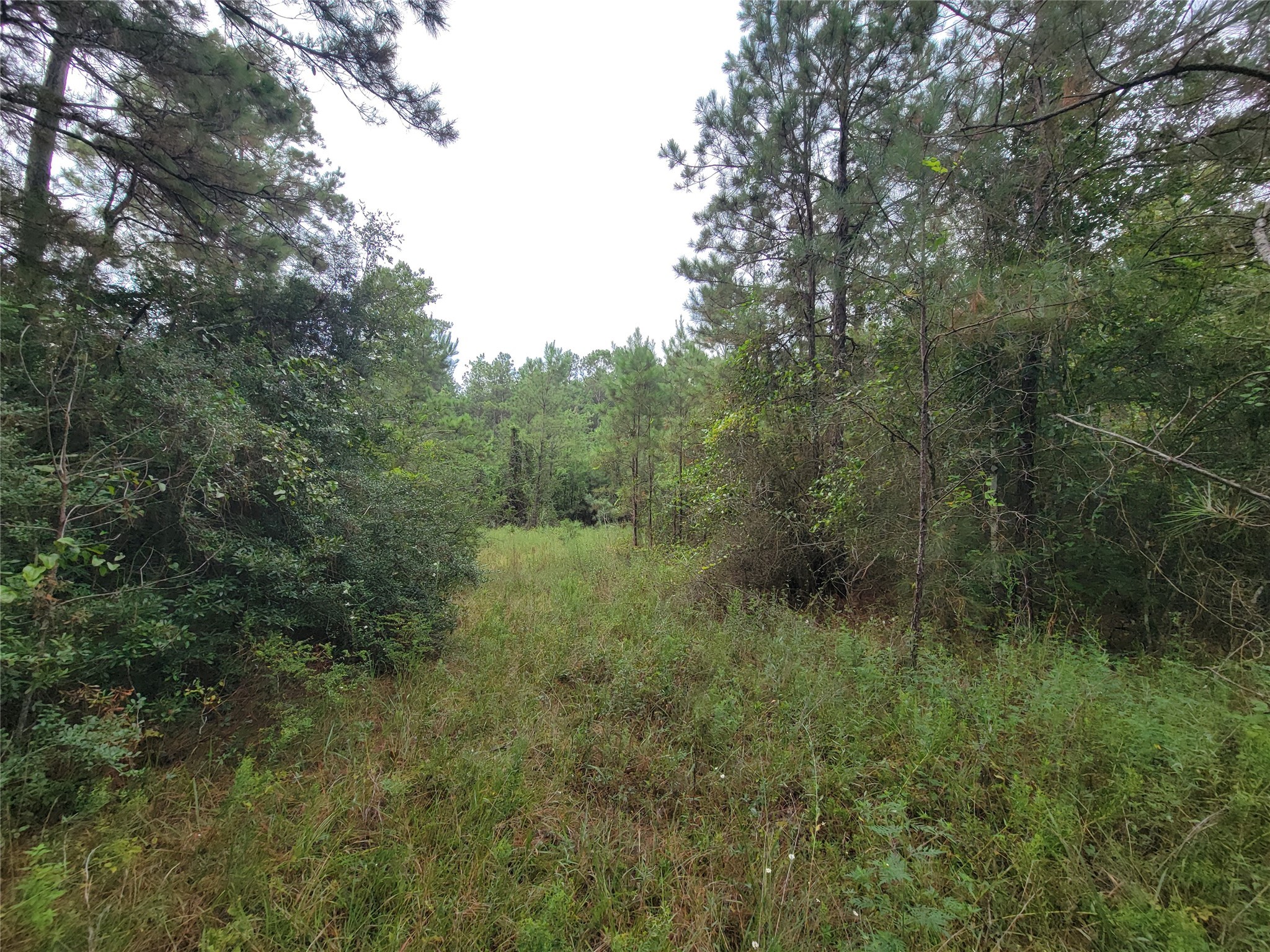 20122 Meadow Lake Road Cleveland, TX 77328 - Photo 28 of 49 a view of a lush green forest with lots of trees