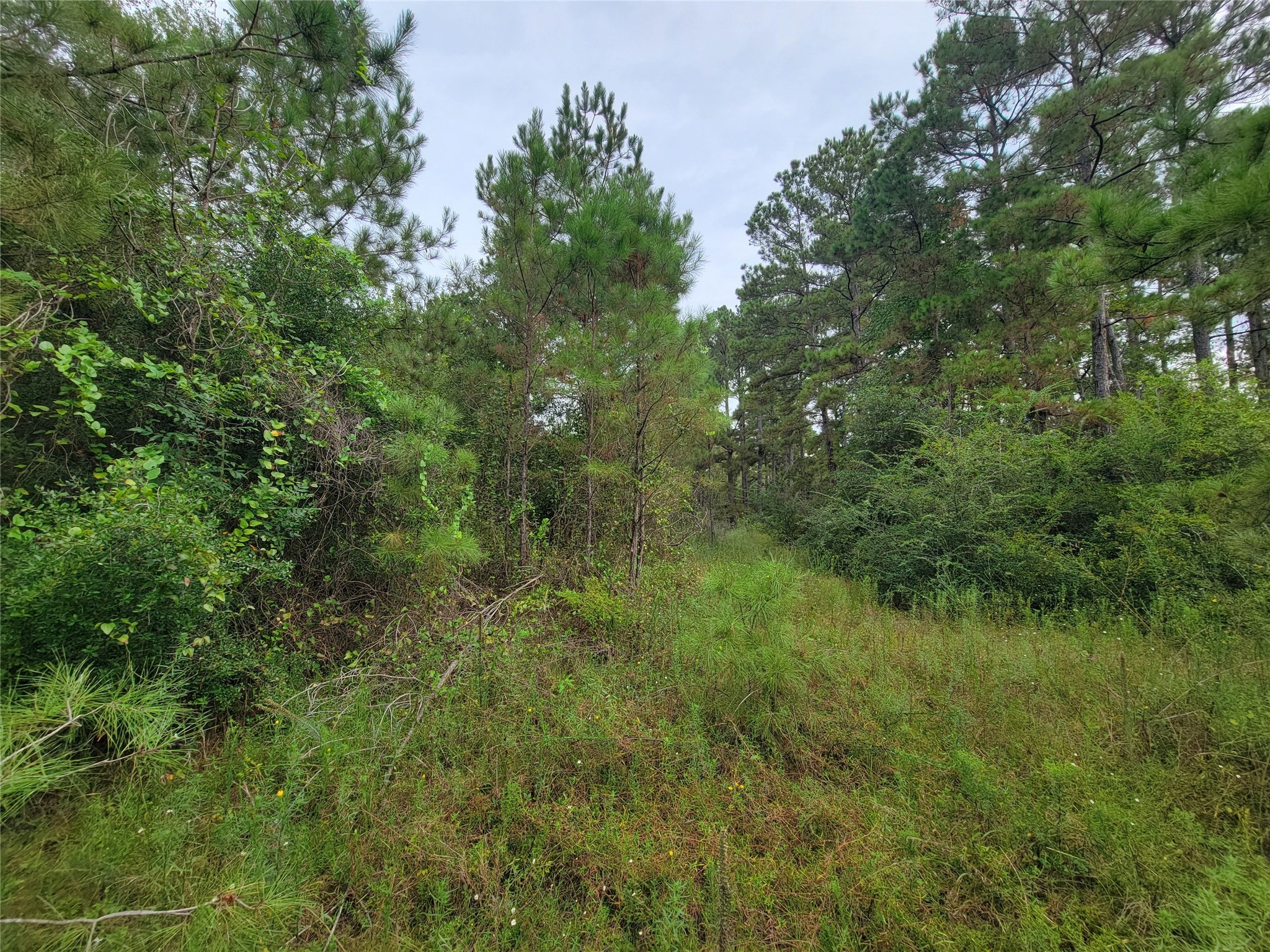 20122 Meadow Lake Road Cleveland, TX 77328 - Photo 29 of 49 a view of a lush green forest with lots of trees
