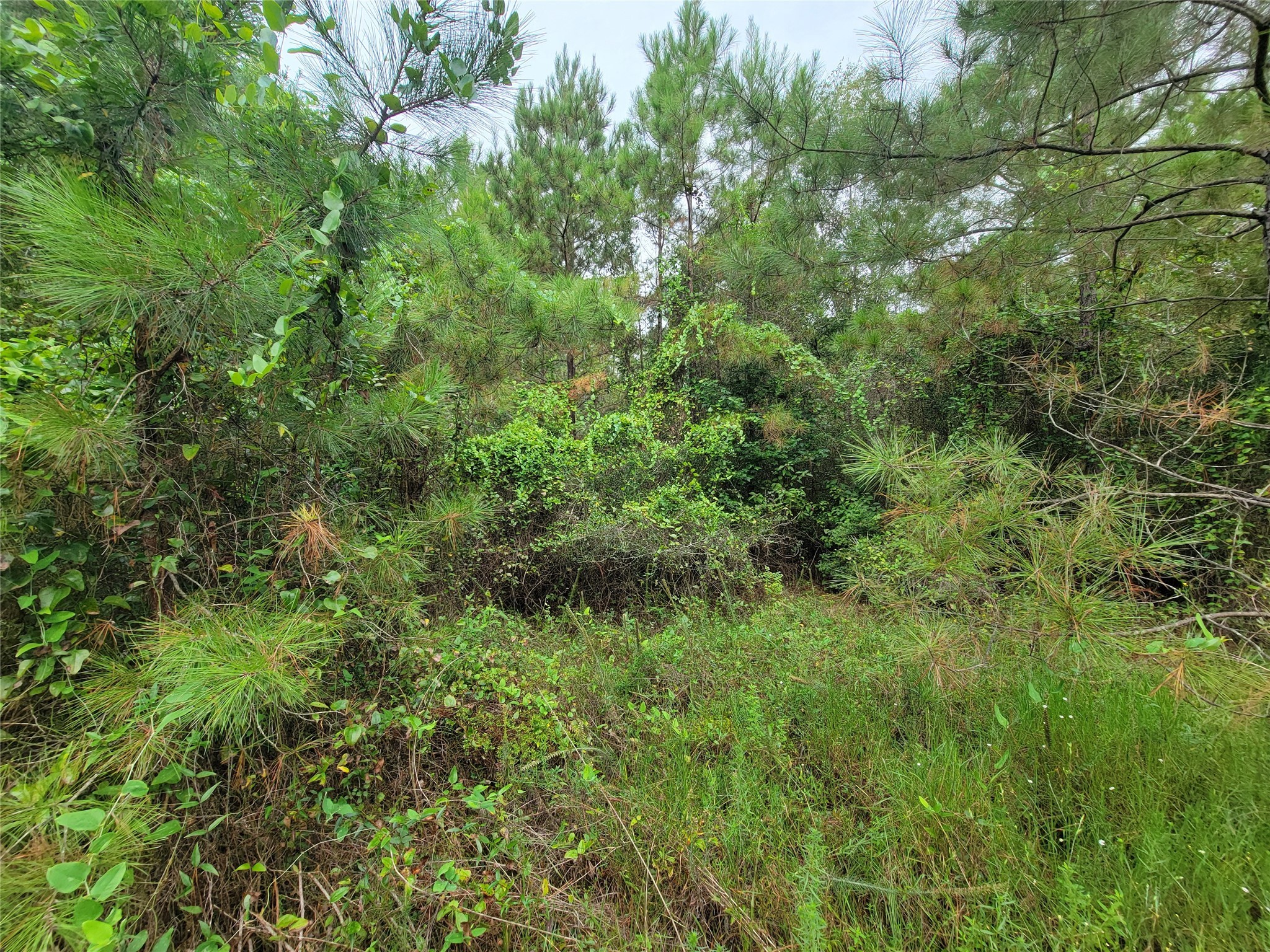 20122 Meadow Lake Road Cleveland, TX 77328 - Photo 30 of 49 a view of a lush green forest