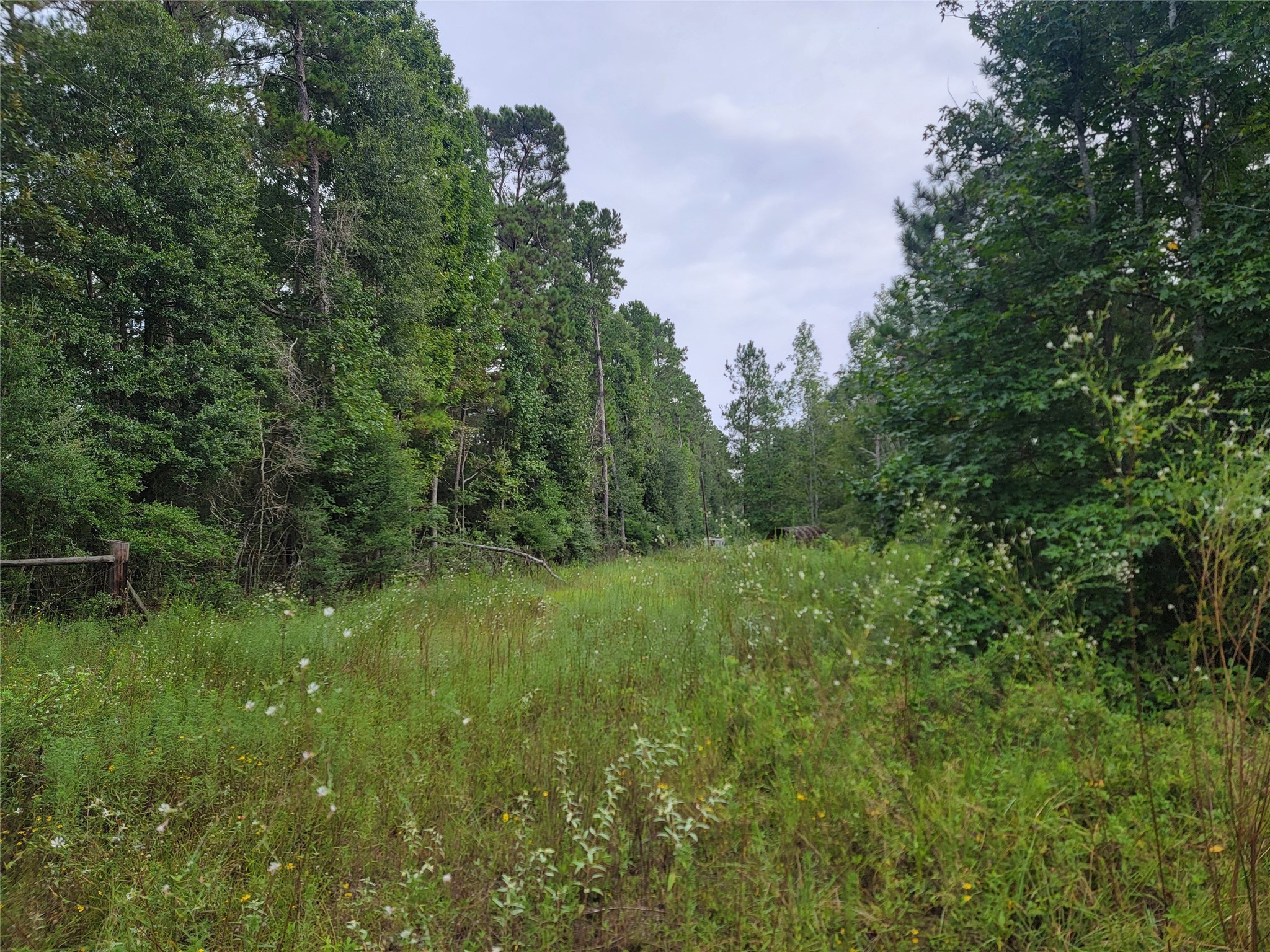 20122 Meadow Lake Road Cleveland, TX 77328 - Photo 3 of 49 a view of a lush green space