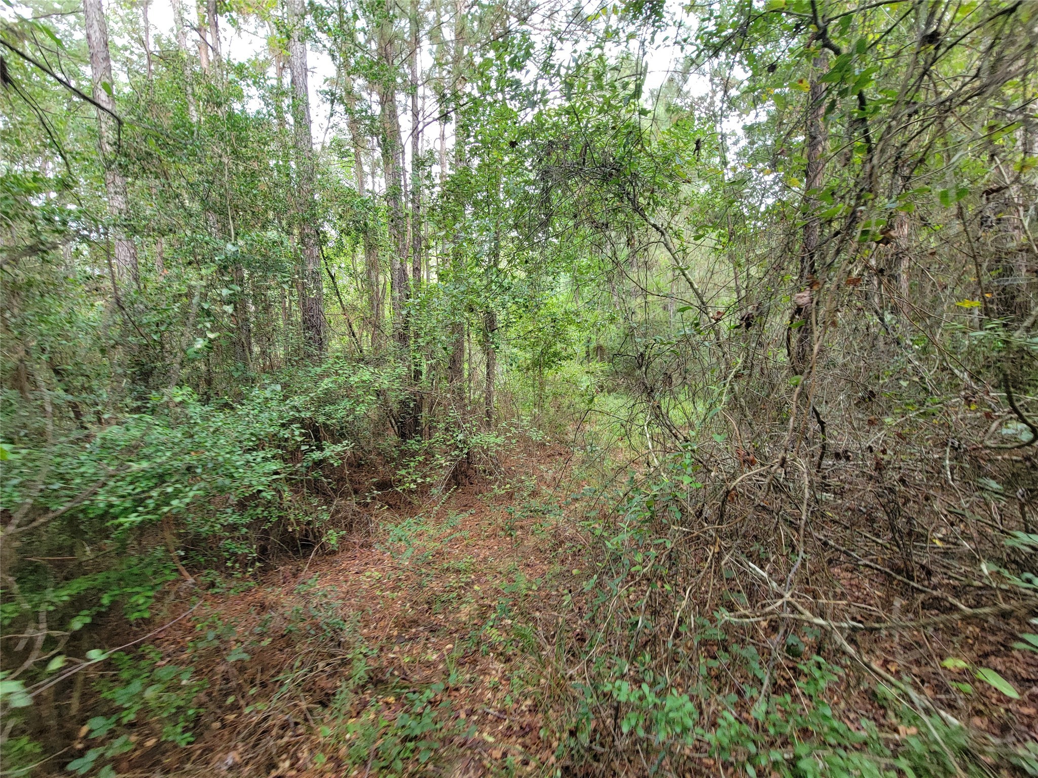 20122 Meadow Lake Road Cleveland, TX 77328 - Photo 31 of 49 a view of a forest with trees in the background